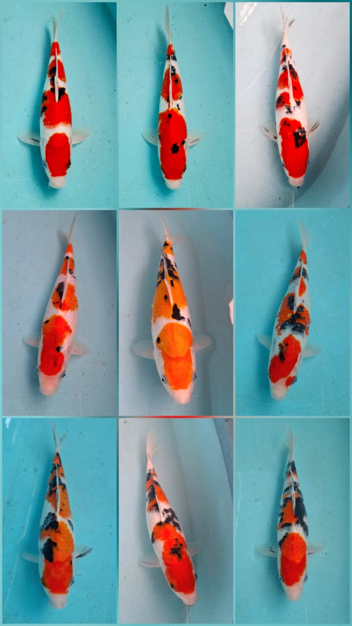 Lelang Koi Online, Jual Beli Ikan Koi, Pasar Koi Terbaik, Agen Lelang Koi, Penawaran Koi Berkualitas, Harga Jual Koi, Lelang Ikan Koi Import, Beli Koi Online, Jual Koi Murah, Koi Showroom, Penjual Koi Terpercaya, Lelang Koi Jakarta, Jual Koi Lokal, Koi Kualitas Unggul, Harga Terbaik Koi, Jual Koi Indukan, Lelang Ikan Hias Koi, Pasar Koi Indonesia, Beli Koi Berkualitas Tinggi, Koi Farm Terbesar, Jual Beli Koi Impor, Lelang Ikan Koi Kualitas Premium, Daftar Harga Koi Terbaru, Pusat Jual Beli Koi, Info Lelang Koi Hari Ini.