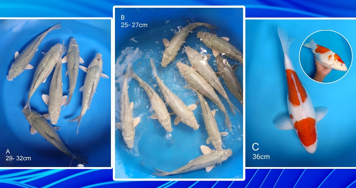 Lelang Koi Online, Jual Beli Ikan Koi, Pasar Koi Terbaik, Agen Lelang Koi, Penawaran Koi Berkualitas, Harga Jual Koi, Lelang Ikan Koi Import, Beli Koi Online, Jual Koi Murah, Koi Showroom, Penjual Koi Terpercaya, Lelang Koi Jakarta, Jual Koi Lokal, Koi Kualitas Unggul, Harga Terbaik Koi, Jual Koi Indukan, Lelang Ikan Hias Koi, Pasar Koi Indonesia, Beli Koi Berkualitas Tinggi, Koi Farm Terbesar, Jual Beli Koi Impor, Lelang Ikan Koi Kualitas Premium, Daftar Harga Koi Terbaru, Pusat Jual Beli Koi, Info Lelang Koi Hari Ini.