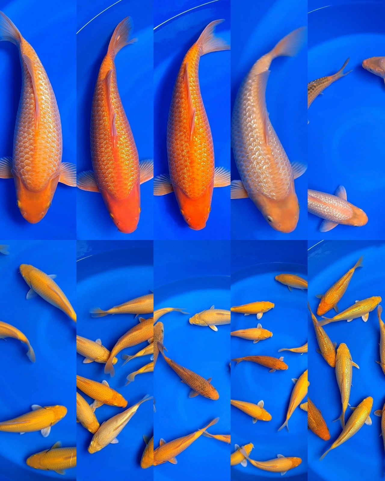 Lelang Koi Online, Jual Beli Ikan Koi, Pasar Koi Terbaik, Agen Lelang Koi, Penawaran Koi Berkualitas, Harga Jual Koi, Lelang Ikan Koi Import, Beli Koi Online, Jual Koi Murah, Koi Showroom, Penjual Koi Terpercaya, Lelang Koi Jakarta, Jual Koi Lokal, Koi Kualitas Unggul, Harga Terbaik Koi, Jual Koi Indukan, Lelang Ikan Hias Koi, Pasar Koi Indonesia, Beli Koi Berkualitas Tinggi, Koi Farm Terbesar, Jual Beli Koi Impor, Lelang Ikan Koi Kualitas Premium, Daftar Harga Koi Terbaru, Pusat Jual Beli Koi, Info Lelang Koi Hari Ini.