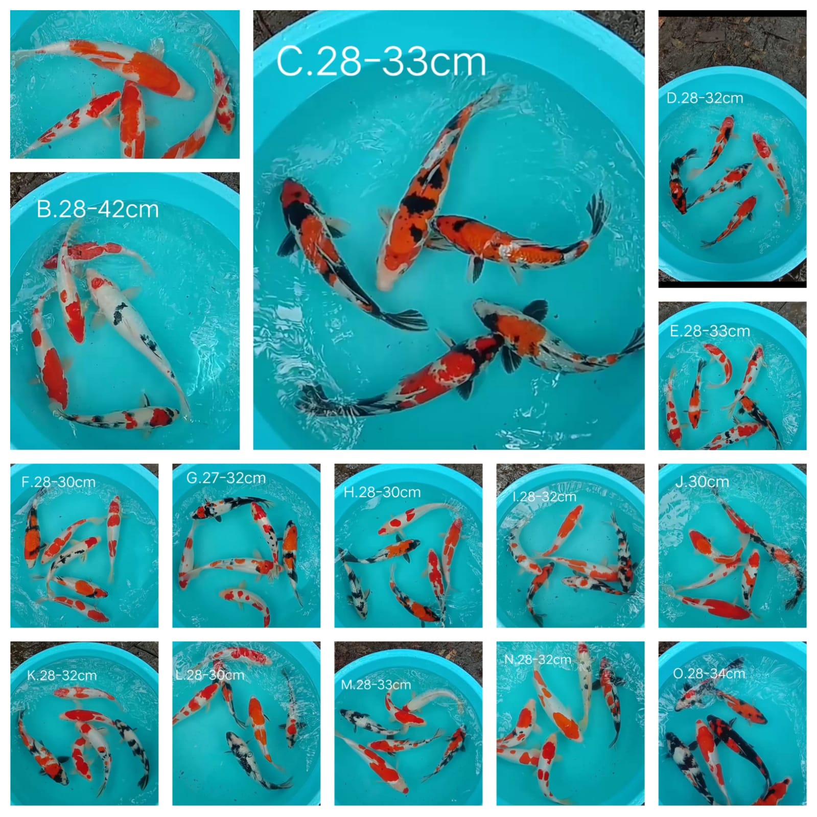 Lelang Koi Online, Jual Beli Ikan Koi, Pasar Koi Terbaik, Agen Lelang Koi, Penawaran Koi Berkualitas, Harga Jual Koi, Lelang Ikan Koi Import, Beli Koi Online, Jual Koi Murah, Koi Showroom, Penjual Koi Terpercaya, Lelang Koi Jakarta, Jual Koi Lokal, Koi Kualitas Unggul, Harga Terbaik Koi, Jual Koi Indukan, Lelang Ikan Hias Koi, Pasar Koi Indonesia, Beli Koi Berkualitas Tinggi, Koi Farm Terbesar, Jual Beli Koi Impor, Lelang Ikan Koi Kualitas Premium, Daftar Harga Koi Terbaru, Pusat Jual Beli Koi, Info Lelang Koi Hari Ini.