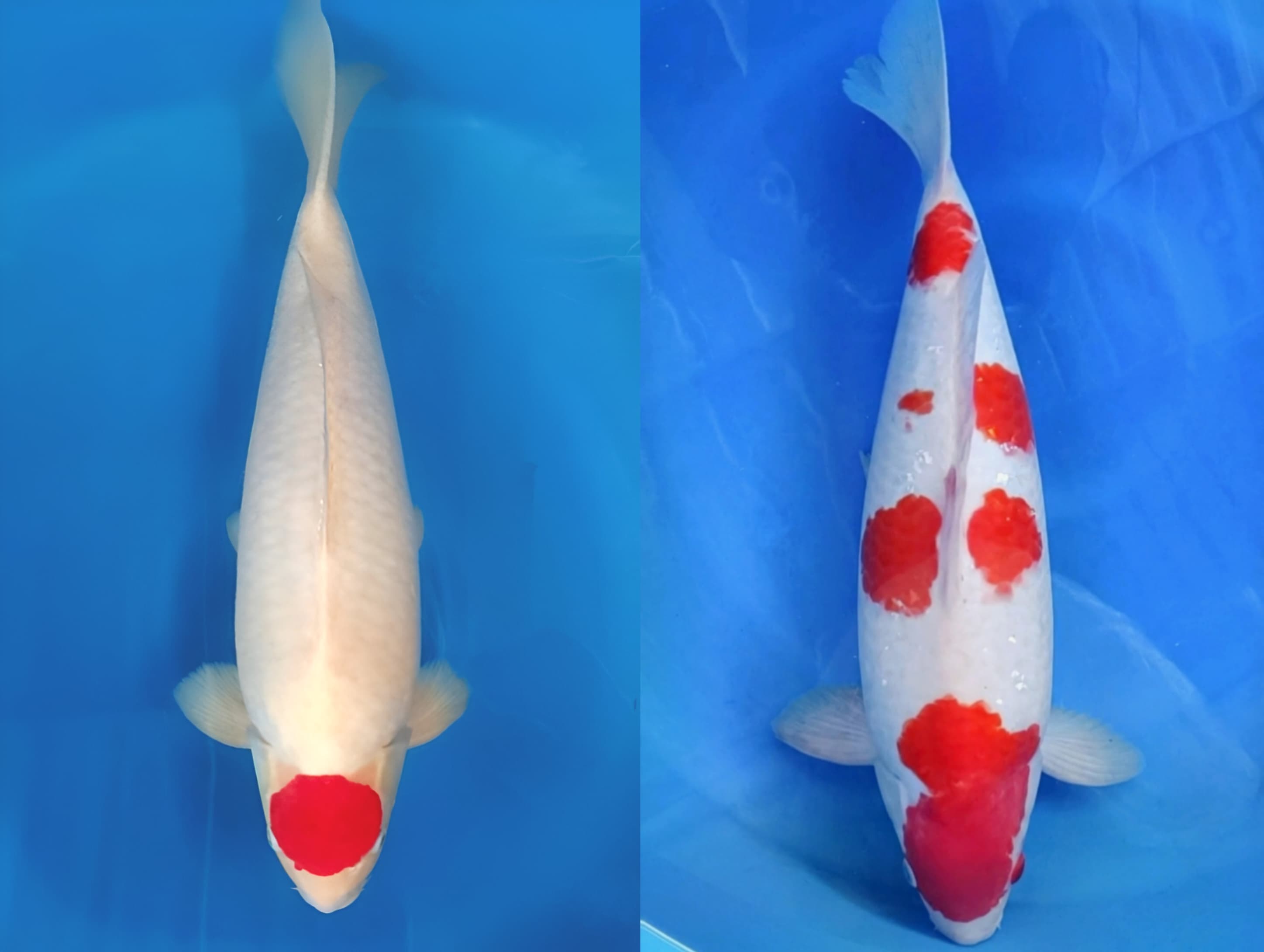 Lelang Koi Online, Jual Beli Ikan Koi, Pasar Koi Terbaik, Agen Lelang Koi, Penawaran Koi Berkualitas, Harga Jual Koi, Lelang Ikan Koi Import, Beli Koi Online, Jual Koi Murah, Koi Showroom, Penjual Koi Terpercaya, Lelang Koi Jakarta, Jual Koi Lokal, Koi Kualitas Unggul, Harga Terbaik Koi, Jual Koi Indukan, Lelang Ikan Hias Koi, Pasar Koi Indonesia, Beli Koi Berkualitas Tinggi, Koi Farm Terbesar, Jual Beli Koi Impor, Lelang Ikan Koi Kualitas Premium, Daftar Harga Koi Terbaru, Pusat Jual Beli Koi, Info Lelang Koi Hari Ini.