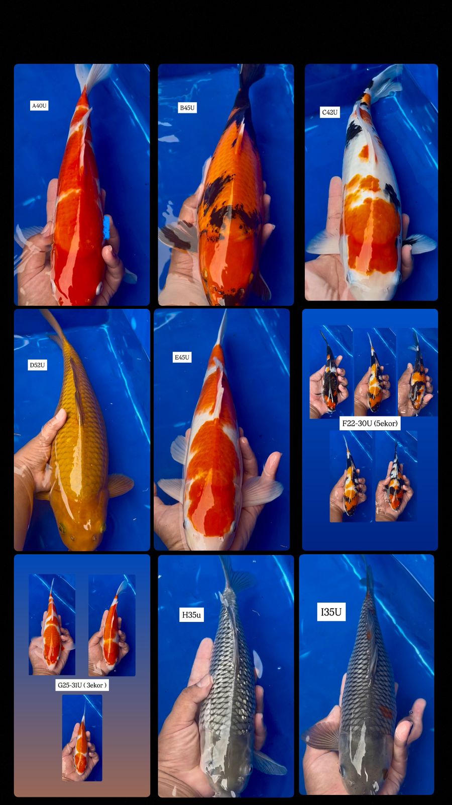 Lelang Koi Online, Jual Beli Ikan Koi, Pasar Koi Terbaik, Agen Lelang Koi, Penawaran Koi Berkualitas, Harga Jual Koi, Lelang Ikan Koi Import, Beli Koi Online, Jual Koi Murah, Koi Showroom, Penjual Koi Terpercaya, Lelang Koi Jakarta, Jual Koi Lokal, Koi Kualitas Unggul, Harga Terbaik Koi, Jual Koi Indukan, Lelang Ikan Hias Koi, Pasar Koi Indonesia, Beli Koi Berkualitas Tinggi, Koi Farm Terbesar, Jual Beli Koi Impor, Lelang Ikan Koi Kualitas Premium, Daftar Harga Koi Terbaru, Pusat Jual Beli Koi, Info Lelang Koi Hari Ini.