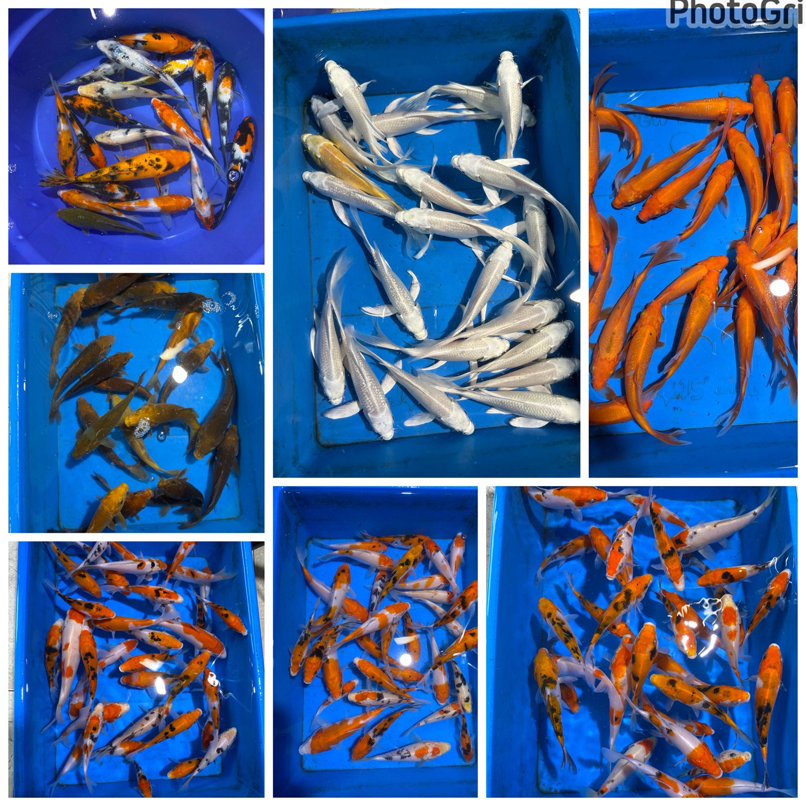 Lelang Koi Online, Jual Beli Ikan Koi, Pasar Koi Terbaik, Agen Lelang Koi, Penawaran Koi Berkualitas, Harga Jual Koi, Lelang Ikan Koi Import, Beli Koi Online, Jual Koi Murah, Koi Showroom, Penjual Koi Terpercaya, Lelang Koi Jakarta, Jual Koi Lokal, Koi Kualitas Unggul, Harga Terbaik Koi, Jual Koi Indukan, Lelang Ikan Hias Koi, Pasar Koi Indonesia, Beli Koi Berkualitas Tinggi, Koi Farm Terbesar, Jual Beli Koi Impor, Lelang Ikan Koi Kualitas Premium, Daftar Harga Koi Terbaru, Pusat Jual Beli Koi, Info Lelang Koi Hari Ini.