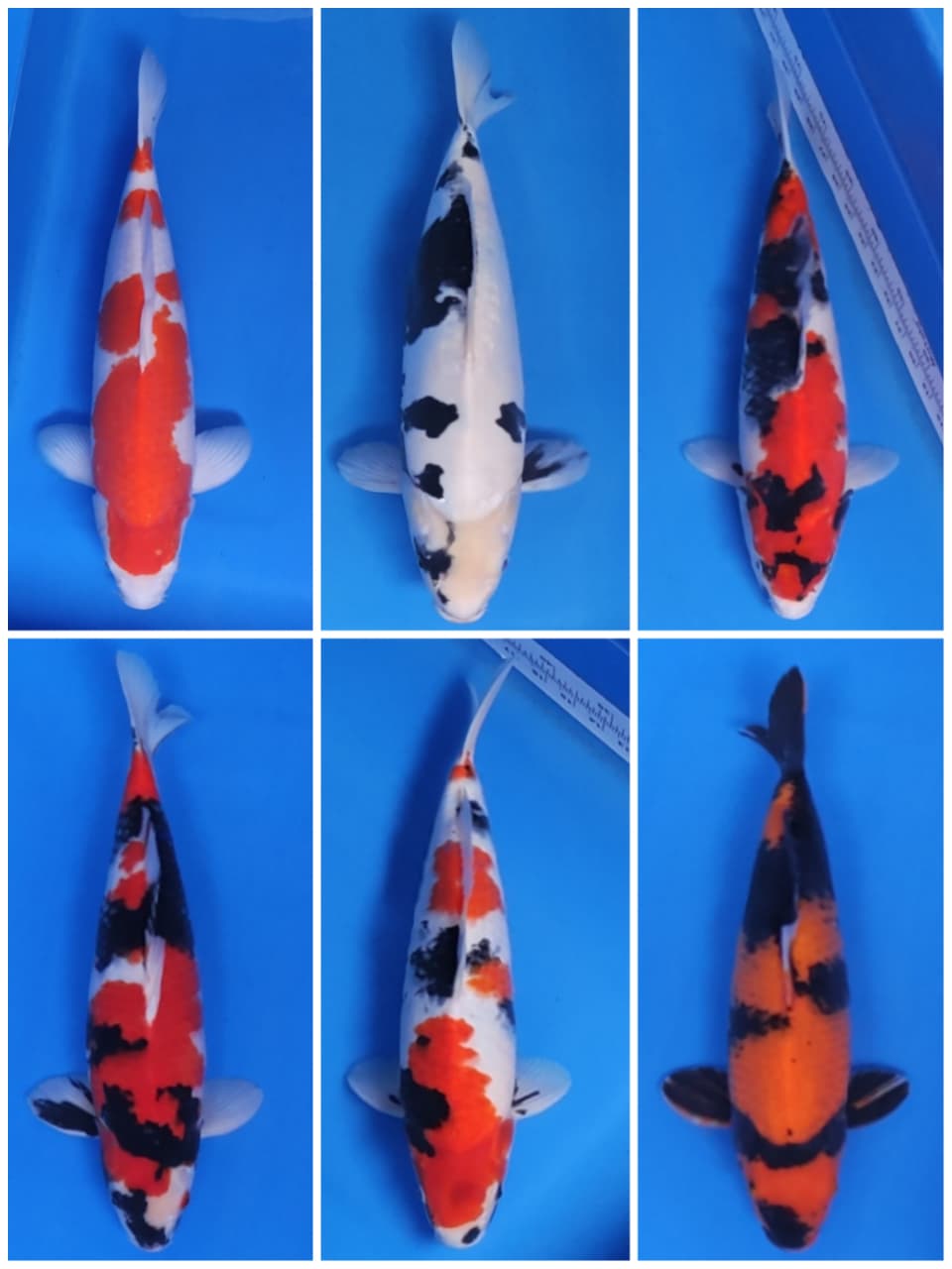 Lelang Koi Online, Jual Beli Ikan Koi, Pasar Koi Terbaik, Agen Lelang Koi, Penawaran Koi Berkualitas, Harga Jual Koi, Lelang Ikan Koi Import, Beli Koi Online, Jual Koi Murah, Koi Showroom, Penjual Koi Terpercaya, Lelang Koi Jakarta, Jual Koi Lokal, Koi Kualitas Unggul, Harga Terbaik Koi, Jual Koi Indukan, Lelang Ikan Hias Koi, Pasar Koi Indonesia, Beli Koi Berkualitas Tinggi, Koi Farm Terbesar, Jual Beli Koi Impor, Lelang Ikan Koi Kualitas Premium, Daftar Harga Koi Terbaru, Pusat Jual Beli Koi, Info Lelang Koi Hari Ini.