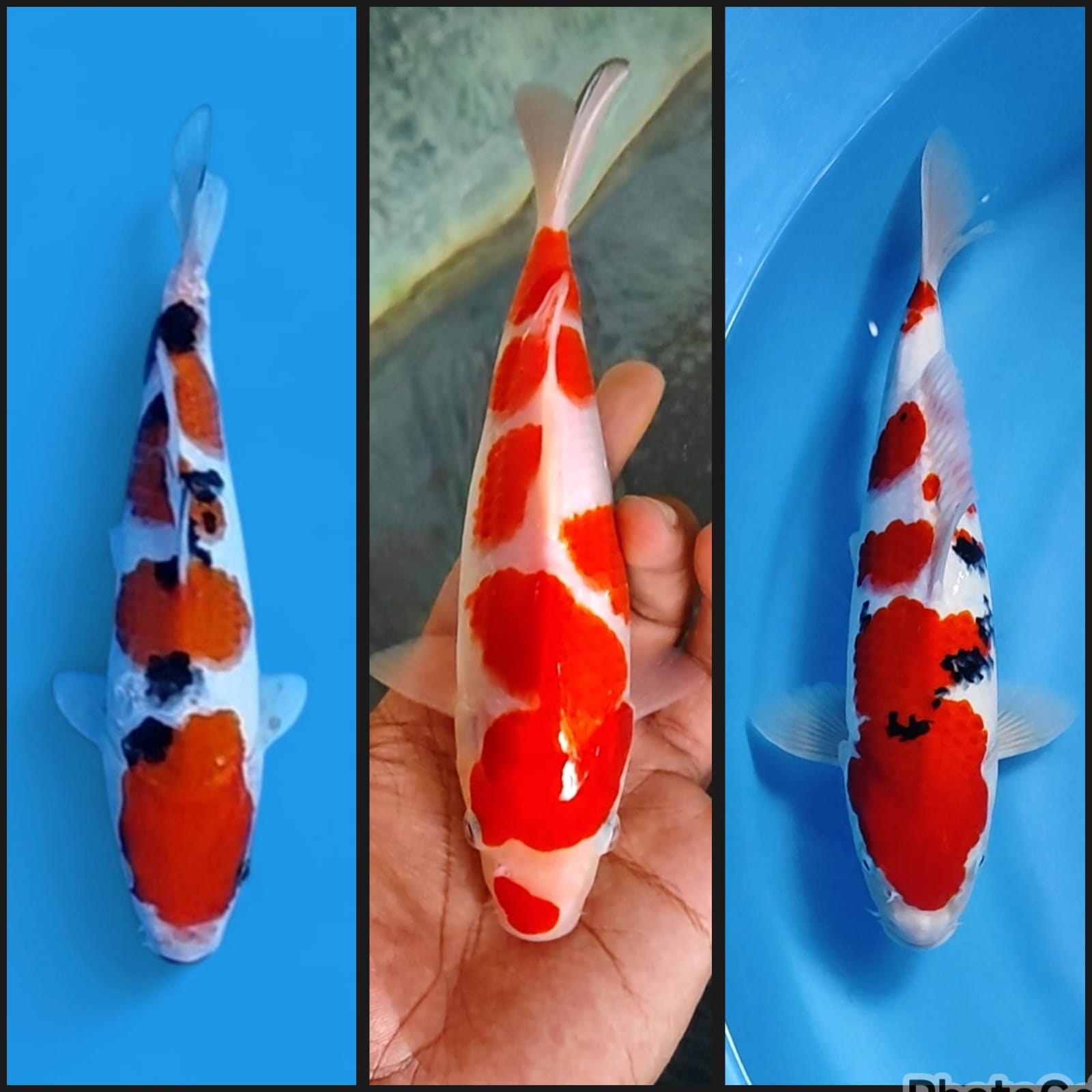 Lelang Koi Online, Jual Beli Ikan Koi, Pasar Koi Terbaik, Agen Lelang Koi, Penawaran Koi Berkualitas, Harga Jual Koi, Lelang Ikan Koi Import, Beli Koi Online, Jual Koi Murah, Koi Showroom, Penjual Koi Terpercaya, Lelang Koi Jakarta, Jual Koi Lokal, Koi Kualitas Unggul, Harga Terbaik Koi, Jual Koi Indukan, Lelang Ikan Hias Koi, Pasar Koi Indonesia, Beli Koi Berkualitas Tinggi, Koi Farm Terbesar, Jual Beli Koi Impor, Lelang Ikan Koi Kualitas Premium, Daftar Harga Koi Terbaru, Pusat Jual Beli Koi, Info Lelang Koi Hari Ini.