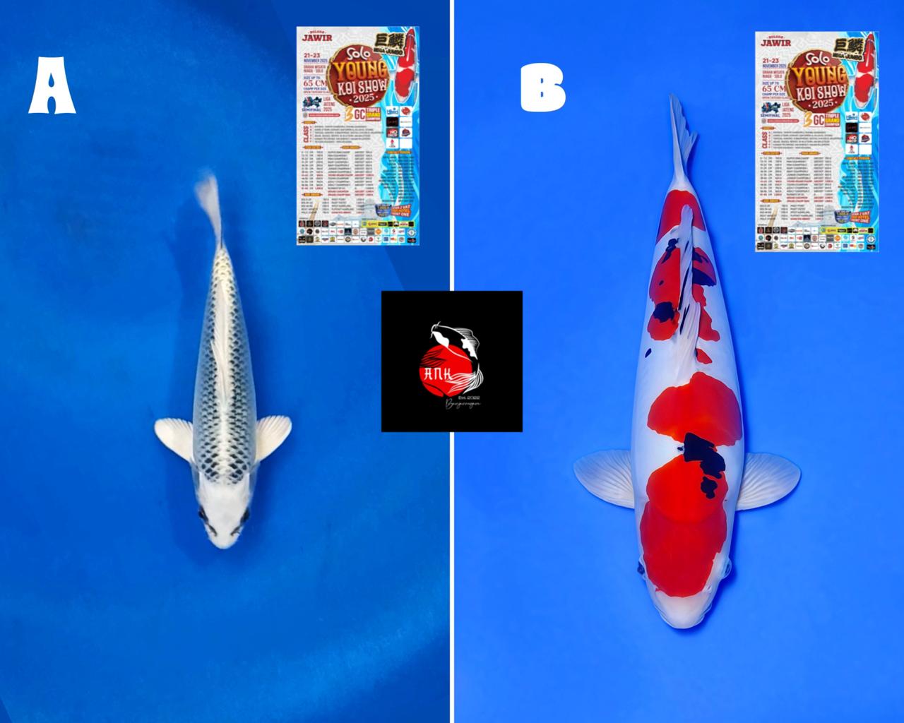 Lelang Koi Online, Jual Beli Ikan Koi, Pasar Koi Terbaik, Agen Lelang Koi, Penawaran Koi Berkualitas, Harga Jual Koi, Lelang Ikan Koi Import, Beli Koi Online, Jual Koi Murah, Koi Showroom, Penjual Koi Terpercaya, Lelang Koi Jakarta, Jual Koi Lokal, Koi Kualitas Unggul, Harga Terbaik Koi, Jual Koi Indukan, Lelang Ikan Hias Koi, Pasar Koi Indonesia, Beli Koi Berkualitas Tinggi, Koi Farm Terbesar, Jual Beli Koi Impor, Lelang Ikan Koi Kualitas Premium, Daftar Harga Koi Terbaru, Pusat Jual Beli Koi, Info Lelang Koi Hari Ini.