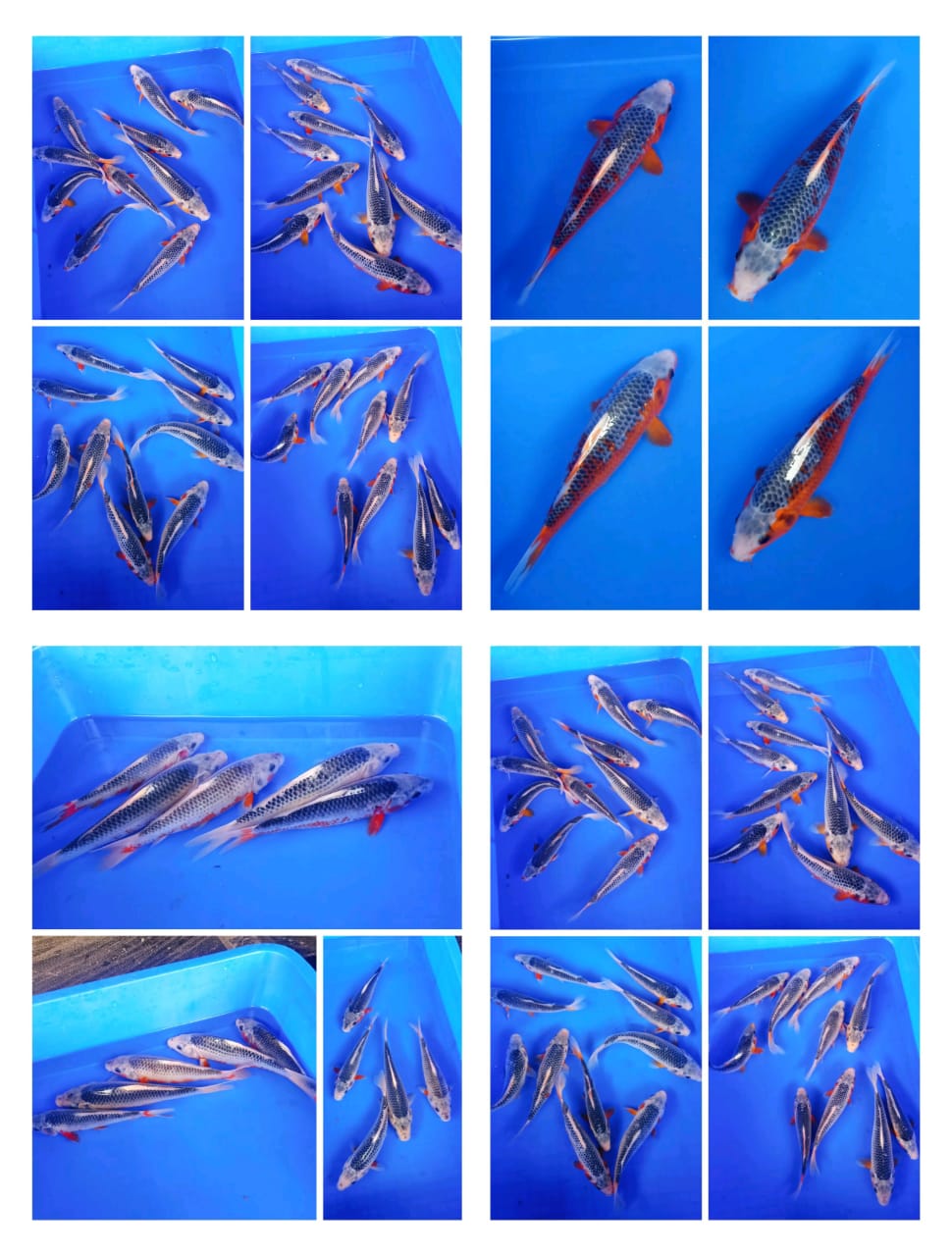 Lelang Koi Online, Jual Beli Ikan Koi, Pasar Koi Terbaik, Agen Lelang Koi, Penawaran Koi Berkualitas, Harga Jual Koi, Lelang Ikan Koi Import, Beli Koi Online, Jual Koi Murah, Koi Showroom, Penjual Koi Terpercaya, Lelang Koi Jakarta, Jual Koi Lokal, Koi Kualitas Unggul, Harga Terbaik Koi, Jual Koi Indukan, Lelang Ikan Hias Koi, Pasar Koi Indonesia, Beli Koi Berkualitas Tinggi, Koi Farm Terbesar, Jual Beli Koi Impor, Lelang Ikan Koi Kualitas Premium, Daftar Harga Koi Terbaru, Pusat Jual Beli Koi, Info Lelang Koi Hari Ini.