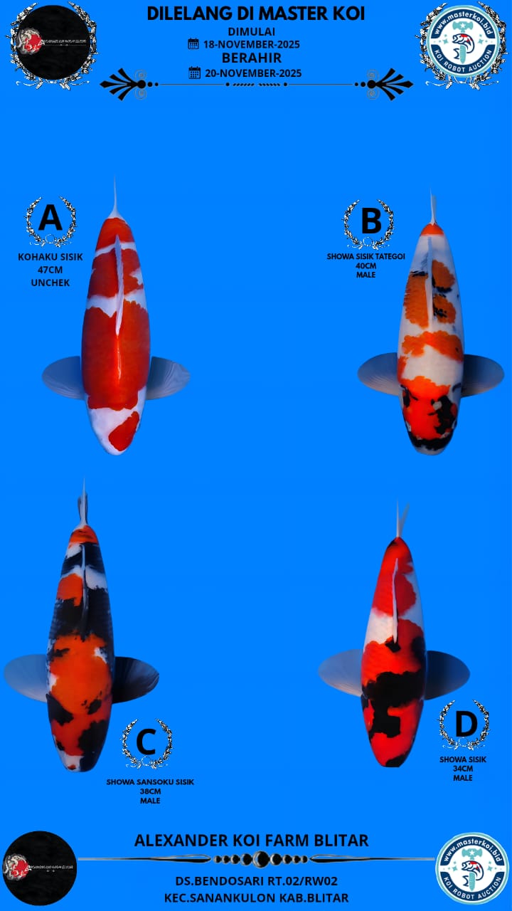 Lelang Koi Online, Jual Beli Ikan Koi, Pasar Koi Terbaik, Agen Lelang Koi, Penawaran Koi Berkualitas, Harga Jual Koi, Lelang Ikan Koi Import, Beli Koi Online, Jual Koi Murah, Koi Showroom, Penjual Koi Terpercaya, Lelang Koi Jakarta, Jual Koi Lokal, Koi Kualitas Unggul, Harga Terbaik Koi, Jual Koi Indukan, Lelang Ikan Hias Koi, Pasar Koi Indonesia, Beli Koi Berkualitas Tinggi, Koi Farm Terbesar, Jual Beli Koi Impor, Lelang Ikan Koi Kualitas Premium, Daftar Harga Koi Terbaru, Pusat Jual Beli Koi, Info Lelang Koi Hari Ini.