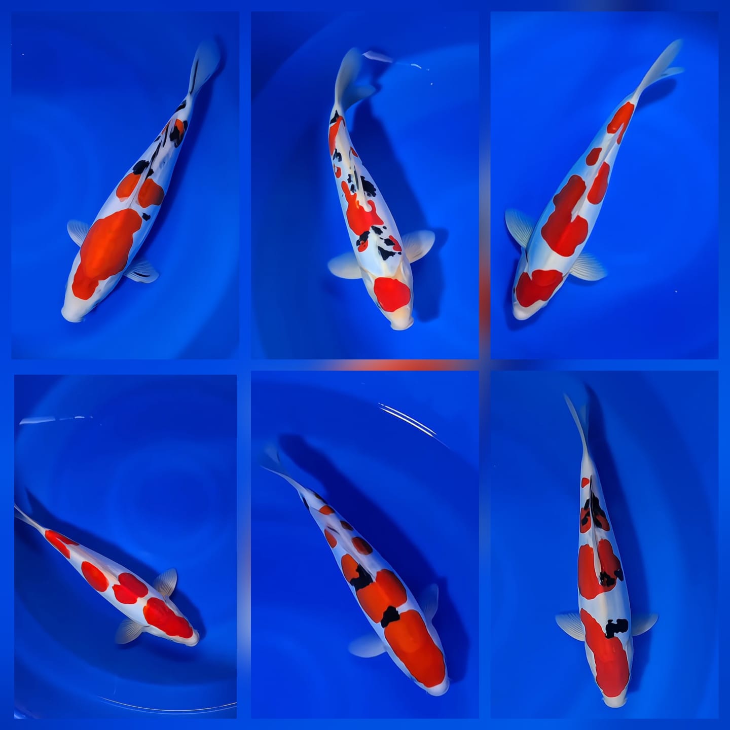 Lelang Koi Online, Jual Beli Ikan Koi, Pasar Koi Terbaik, Agen Lelang Koi, Penawaran Koi Berkualitas, Harga Jual Koi, Lelang Ikan Koi Import, Beli Koi Online, Jual Koi Murah, Koi Showroom, Penjual Koi Terpercaya, Lelang Koi Jakarta, Jual Koi Lokal, Koi Kualitas Unggul, Harga Terbaik Koi, Jual Koi Indukan, Lelang Ikan Hias Koi, Pasar Koi Indonesia, Beli Koi Berkualitas Tinggi, Koi Farm Terbesar, Jual Beli Koi Impor, Lelang Ikan Koi Kualitas Premium, Daftar Harga Koi Terbaru, Pusat Jual Beli Koi, Info Lelang Koi Hari Ini.