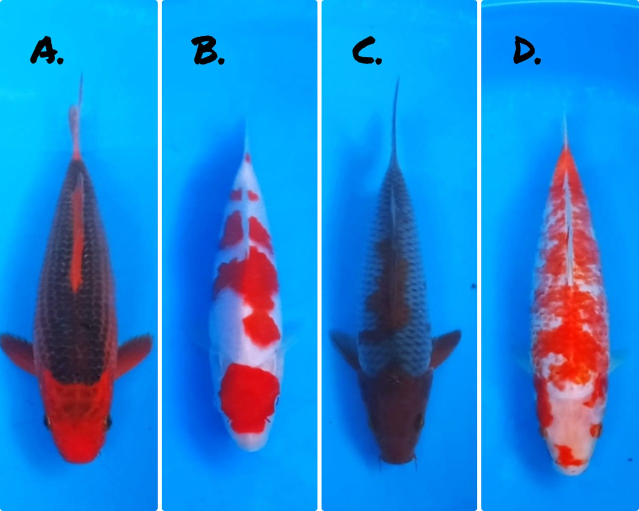 Lelang Koi Online, Jual Beli Ikan Koi, Pasar Koi Terbaik, Agen Lelang Koi, Penawaran Koi Berkualitas, Harga Jual Koi, Lelang Ikan Koi Import, Beli Koi Online, Jual Koi Murah, Koi Showroom, Penjual Koi Terpercaya, Lelang Koi Jakarta, Jual Koi Lokal, Koi Kualitas Unggul, Harga Terbaik Koi, Jual Koi Indukan, Lelang Ikan Hias Koi, Pasar Koi Indonesia, Beli Koi Berkualitas Tinggi, Koi Farm Terbesar, Jual Beli Koi Impor, Lelang Ikan Koi Kualitas Premium, Daftar Harga Koi Terbaru, Pusat Jual Beli Koi, Info Lelang Koi Hari Ini.