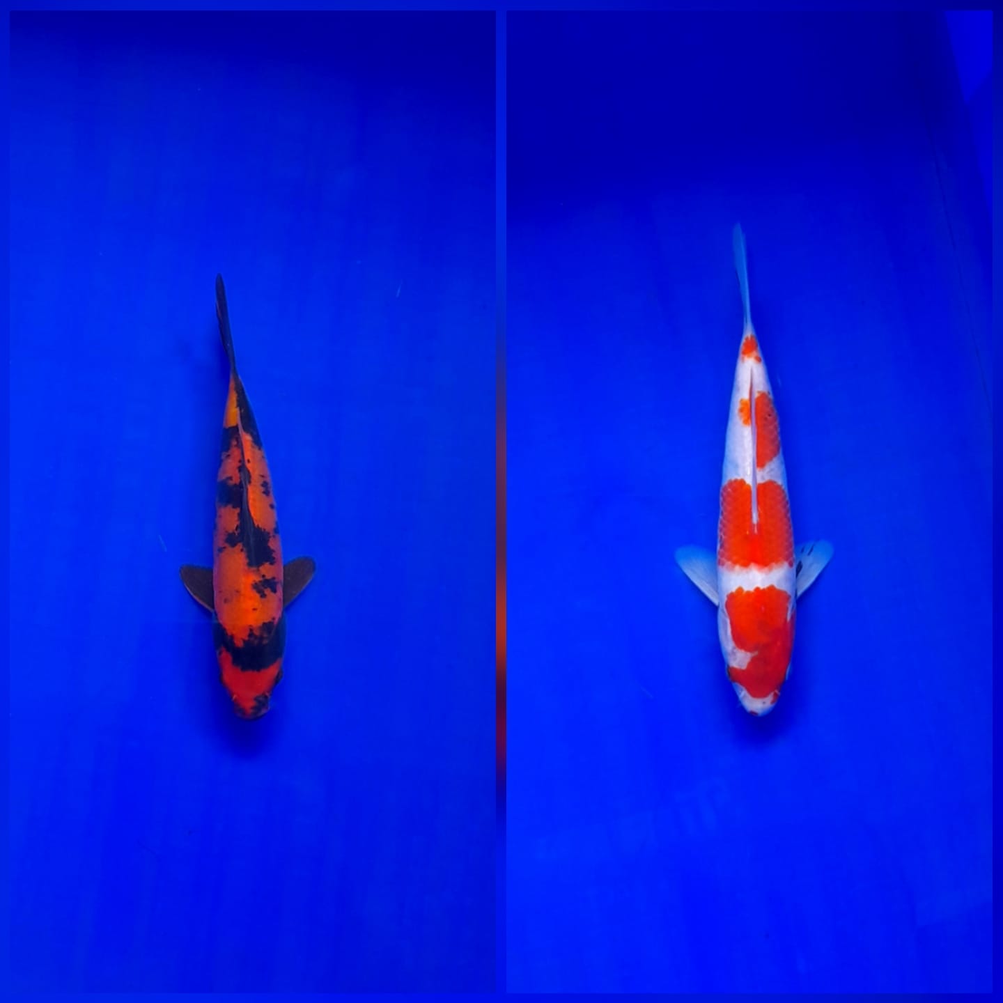 Lelang Koi Online, Jual Beli Ikan Koi, Pasar Koi Terbaik, Agen Lelang Koi, Penawaran Koi Berkualitas, Harga Jual Koi, Lelang Ikan Koi Import, Beli Koi Online, Jual Koi Murah, Koi Showroom, Penjual Koi Terpercaya, Lelang Koi Jakarta, Jual Koi Lokal, Koi Kualitas Unggul, Harga Terbaik Koi, Jual Koi Indukan, Lelang Ikan Hias Koi, Pasar Koi Indonesia, Beli Koi Berkualitas Tinggi, Koi Farm Terbesar, Jual Beli Koi Impor, Lelang Ikan Koi Kualitas Premium, Daftar Harga Koi Terbaru, Pusat Jual Beli Koi, Info Lelang Koi Hari Ini.