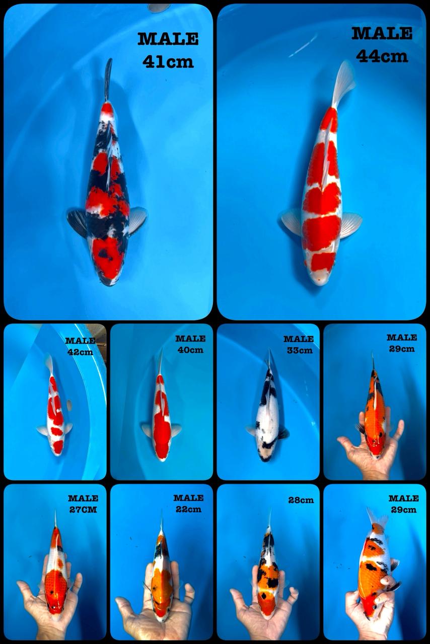 Lelang Koi Online, Jual Beli Ikan Koi, Pasar Koi Terbaik, Agen Lelang Koi, Penawaran Koi Berkualitas, Harga Jual Koi, Lelang Ikan Koi Import, Beli Koi Online, Jual Koi Murah, Koi Showroom, Penjual Koi Terpercaya, Lelang Koi Jakarta, Jual Koi Lokal, Koi Kualitas Unggul, Harga Terbaik Koi, Jual Koi Indukan, Lelang Ikan Hias Koi, Pasar Koi Indonesia, Beli Koi Berkualitas Tinggi, Koi Farm Terbesar, Jual Beli Koi Impor, Lelang Ikan Koi Kualitas Premium, Daftar Harga Koi Terbaru, Pusat Jual Beli Koi, Info Lelang Koi Hari Ini.