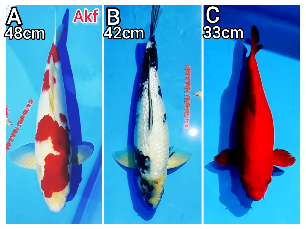 Lelang Koi Online, Jual Beli Ikan Koi, Pasar Koi Terbaik, Agen Lelang Koi, Penawaran Koi Berkualitas, Harga Jual Koi, Lelang Ikan Koi Import, Beli Koi Online, Jual Koi Murah, Koi Showroom, Penjual Koi Terpercaya, Lelang Koi Jakarta, Jual Koi Lokal, Koi Kualitas Unggul, Harga Terbaik Koi, Jual Koi Indukan, Lelang Ikan Hias Koi, Pasar Koi Indonesia, Beli Koi Berkualitas Tinggi, Koi Farm Terbesar, Jual Beli Koi Impor, Lelang Ikan Koi Kualitas Premium, Daftar Harga Koi Terbaru, Pusat Jual Beli Koi, Info Lelang Koi Hari Ini.