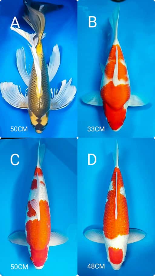 Lelang Koi Online, Jual Beli Ikan Koi, Pasar Koi Terbaik, Agen Lelang Koi, Penawaran Koi Berkualitas, Harga Jual Koi, Lelang Ikan Koi Import, Beli Koi Online, Jual Koi Murah, Koi Showroom, Penjual Koi Terpercaya, Lelang Koi Jakarta, Jual Koi Lokal, Koi Kualitas Unggul, Harga Terbaik Koi, Jual Koi Indukan, Lelang Ikan Hias Koi, Pasar Koi Indonesia, Beli Koi Berkualitas Tinggi, Koi Farm Terbesar, Jual Beli Koi Impor, Lelang Ikan Koi Kualitas Premium, Daftar Harga Koi Terbaru, Pusat Jual Beli Koi, Info Lelang Koi Hari Ini.