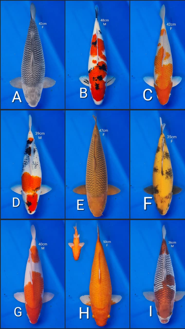 Lelang Koi Online, Jual Beli Ikan Koi, Pasar Koi Terbaik, Agen Lelang Koi, Penawaran Koi Berkualitas, Harga Jual Koi, Lelang Ikan Koi Import, Beli Koi Online, Jual Koi Murah, Koi Showroom, Penjual Koi Terpercaya, Lelang Koi Jakarta, Jual Koi Lokal, Koi Kualitas Unggul, Harga Terbaik Koi, Jual Koi Indukan, Lelang Ikan Hias Koi, Pasar Koi Indonesia, Beli Koi Berkualitas Tinggi, Koi Farm Terbesar, Jual Beli Koi Impor, Lelang Ikan Koi Kualitas Premium, Daftar Harga Koi Terbaru, Pusat Jual Beli Koi, Info Lelang Koi Hari Ini.