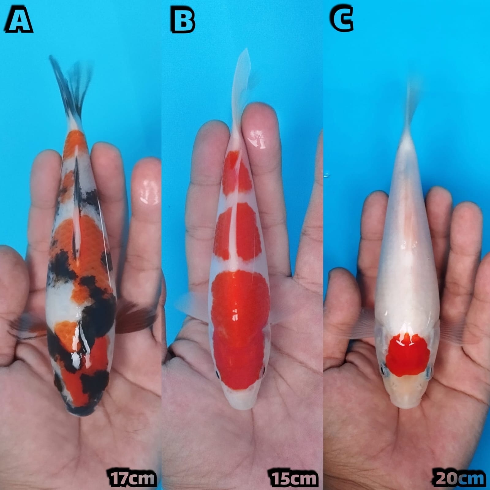 Lelang Koi Online, Jual Beli Ikan Koi, Pasar Koi Terbaik, Agen Lelang Koi, Penawaran Koi Berkualitas, Harga Jual Koi, Lelang Ikan Koi Import, Beli Koi Online, Jual Koi Murah, Koi Showroom, Penjual Koi Terpercaya, Lelang Koi Jakarta, Jual Koi Lokal, Koi Kualitas Unggul, Harga Terbaik Koi, Jual Koi Indukan, Lelang Ikan Hias Koi, Pasar Koi Indonesia, Beli Koi Berkualitas Tinggi, Koi Farm Terbesar, Jual Beli Koi Impor, Lelang Ikan Koi Kualitas Premium, Daftar Harga Koi Terbaru, Pusat Jual Beli Koi, Info Lelang Koi Hari Ini.