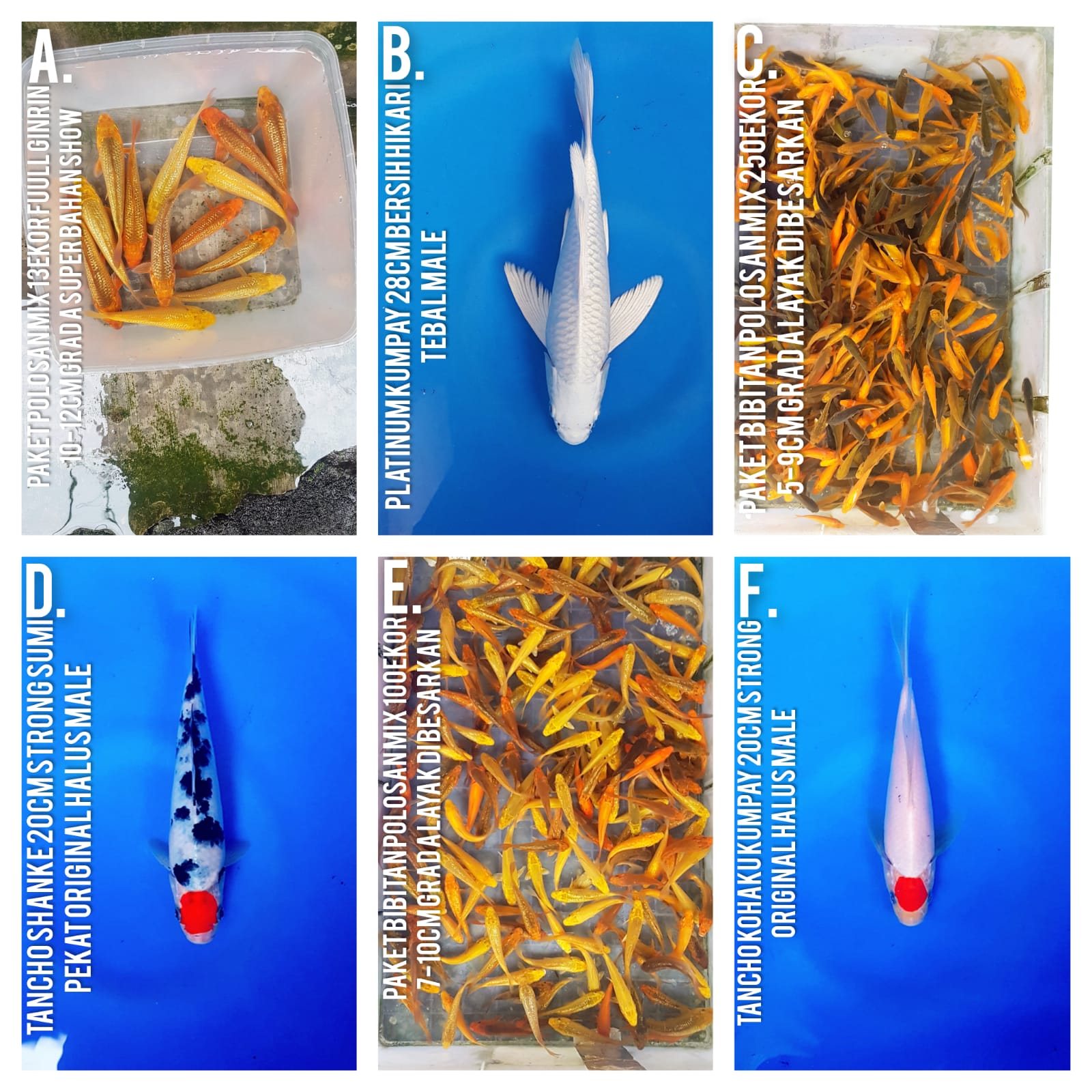 Lelang Koi Online, Jual Beli Ikan Koi, Pasar Koi Terbaik, Agen Lelang Koi, Penawaran Koi Berkualitas, Harga Jual Koi, Lelang Ikan Koi Import, Beli Koi Online, Jual Koi Murah, Koi Showroom, Penjual Koi Terpercaya, Lelang Koi Jakarta, Jual Koi Lokal, Koi Kualitas Unggul, Harga Terbaik Koi, Jual Koi Indukan, Lelang Ikan Hias Koi, Pasar Koi Indonesia, Beli Koi Berkualitas Tinggi, Koi Farm Terbesar, Jual Beli Koi Impor, Lelang Ikan Koi Kualitas Premium, Daftar Harga Koi Terbaru, Pusat Jual Beli Koi, Info Lelang Koi Hari Ini.