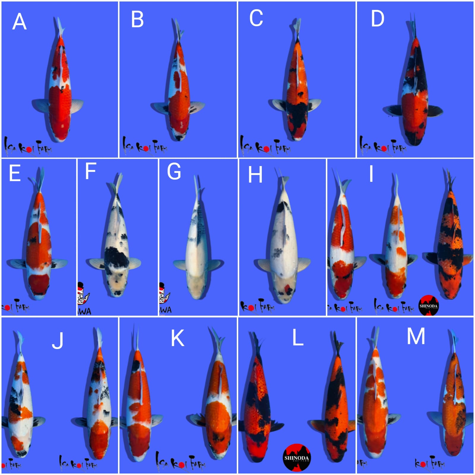 Lelang Koi Online, Jual Beli Ikan Koi, Pasar Koi Terbaik, Agen Lelang Koi, Penawaran Koi Berkualitas, Harga Jual Koi, Lelang Ikan Koi Import, Beli Koi Online, Jual Koi Murah, Koi Showroom, Penjual Koi Terpercaya, Lelang Koi Jakarta, Jual Koi Lokal, Koi Kualitas Unggul, Harga Terbaik Koi, Jual Koi Indukan, Lelang Ikan Hias Koi, Pasar Koi Indonesia, Beli Koi Berkualitas Tinggi, Koi Farm Terbesar, Jual Beli Koi Impor, Lelang Ikan Koi Kualitas Premium, Daftar Harga Koi Terbaru, Pusat Jual Beli Koi, Info Lelang Koi Hari Ini.