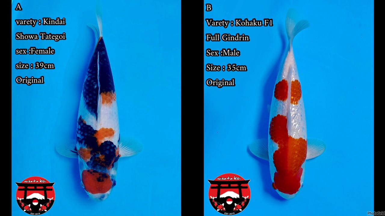 Lelang Koi Online, Jual Beli Ikan Koi, Pasar Koi Terbaik, Agen Lelang Koi, Penawaran Koi Berkualitas, Harga Jual Koi, Lelang Ikan Koi Import, Beli Koi Online, Jual Koi Murah, Koi Showroom, Penjual Koi Terpercaya, Lelang Koi Jakarta, Jual Koi Lokal, Koi Kualitas Unggul, Harga Terbaik Koi, Jual Koi Indukan, Lelang Ikan Hias Koi, Pasar Koi Indonesia, Beli Koi Berkualitas Tinggi, Koi Farm Terbesar, Jual Beli Koi Impor, Lelang Ikan Koi Kualitas Premium, Daftar Harga Koi Terbaru, Pusat Jual Beli Koi, Info Lelang Koi Hari Ini.