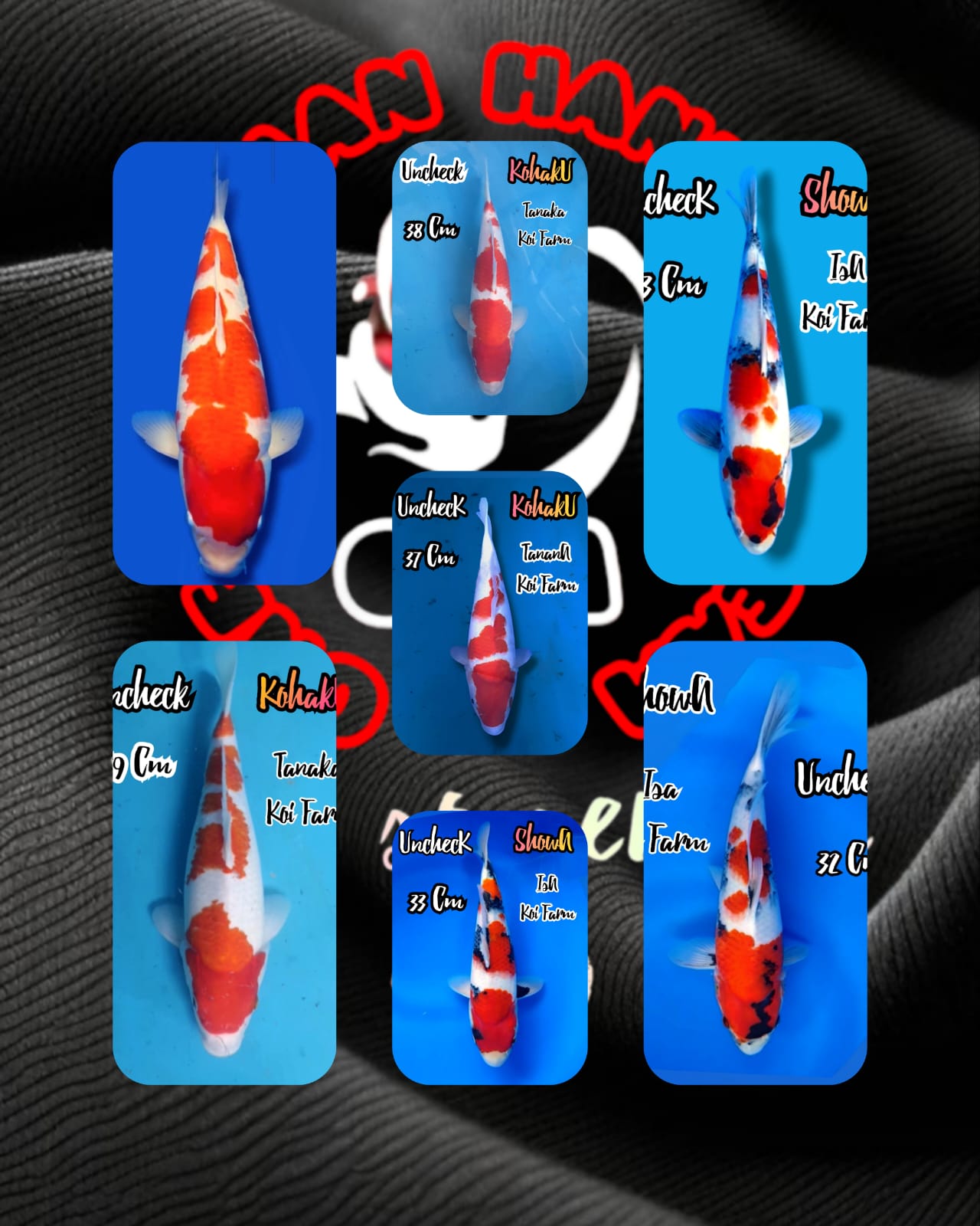 Lelang Koi Online, Jual Beli Ikan Koi, Pasar Koi Terbaik, Agen Lelang Koi, Penawaran Koi Berkualitas, Harga Jual Koi, Lelang Ikan Koi Import, Beli Koi Online, Jual Koi Murah, Koi Showroom, Penjual Koi Terpercaya, Lelang Koi Jakarta, Jual Koi Lokal, Koi Kualitas Unggul, Harga Terbaik Koi, Jual Koi Indukan, Lelang Ikan Hias Koi, Pasar Koi Indonesia, Beli Koi Berkualitas Tinggi, Koi Farm Terbesar, Jual Beli Koi Impor, Lelang Ikan Koi Kualitas Premium, Daftar Harga Koi Terbaru, Pusat Jual Beli Koi, Info Lelang Koi Hari Ini.