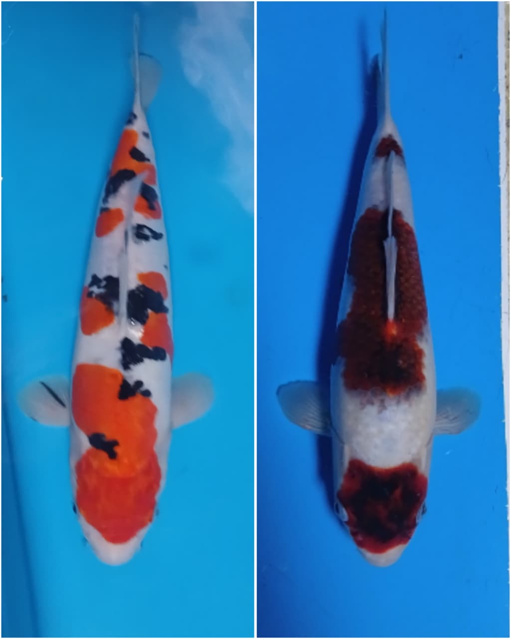 Lelang Koi Online, Jual Beli Ikan Koi, Pasar Koi Terbaik, Agen Lelang Koi, Penawaran Koi Berkualitas, Harga Jual Koi, Lelang Ikan Koi Import, Beli Koi Online, Jual Koi Murah, Koi Showroom, Penjual Koi Terpercaya, Lelang Koi Jakarta, Jual Koi Lokal, Koi Kualitas Unggul, Harga Terbaik Koi, Jual Koi Indukan, Lelang Ikan Hias Koi, Pasar Koi Indonesia, Beli Koi Berkualitas Tinggi, Koi Farm Terbesar, Jual Beli Koi Impor, Lelang Ikan Koi Kualitas Premium, Daftar Harga Koi Terbaru, Pusat Jual Beli Koi, Info Lelang Koi Hari Ini.