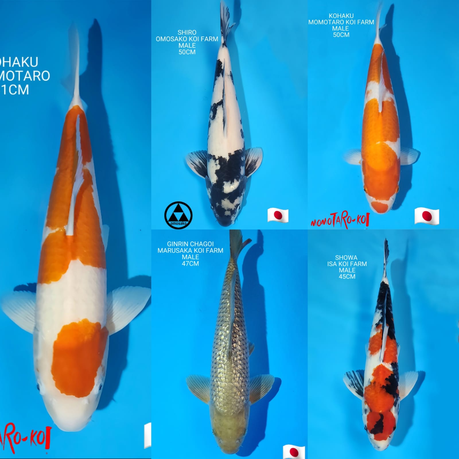 Lelang Koi Online, Jual Beli Ikan Koi, Pasar Koi Terbaik, Agen Lelang Koi, Penawaran Koi Berkualitas, Harga Jual Koi, Lelang Ikan Koi Import, Beli Koi Online, Jual Koi Murah, Koi Showroom, Penjual Koi Terpercaya, Lelang Koi Jakarta, Jual Koi Lokal, Koi Kualitas Unggul, Harga Terbaik Koi, Jual Koi Indukan, Lelang Ikan Hias Koi, Pasar Koi Indonesia, Beli Koi Berkualitas Tinggi, Koi Farm Terbesar, Jual Beli Koi Impor, Lelang Ikan Koi Kualitas Premium, Daftar Harga Koi Terbaru, Pusat Jual Beli Koi, Info Lelang Koi Hari Ini.