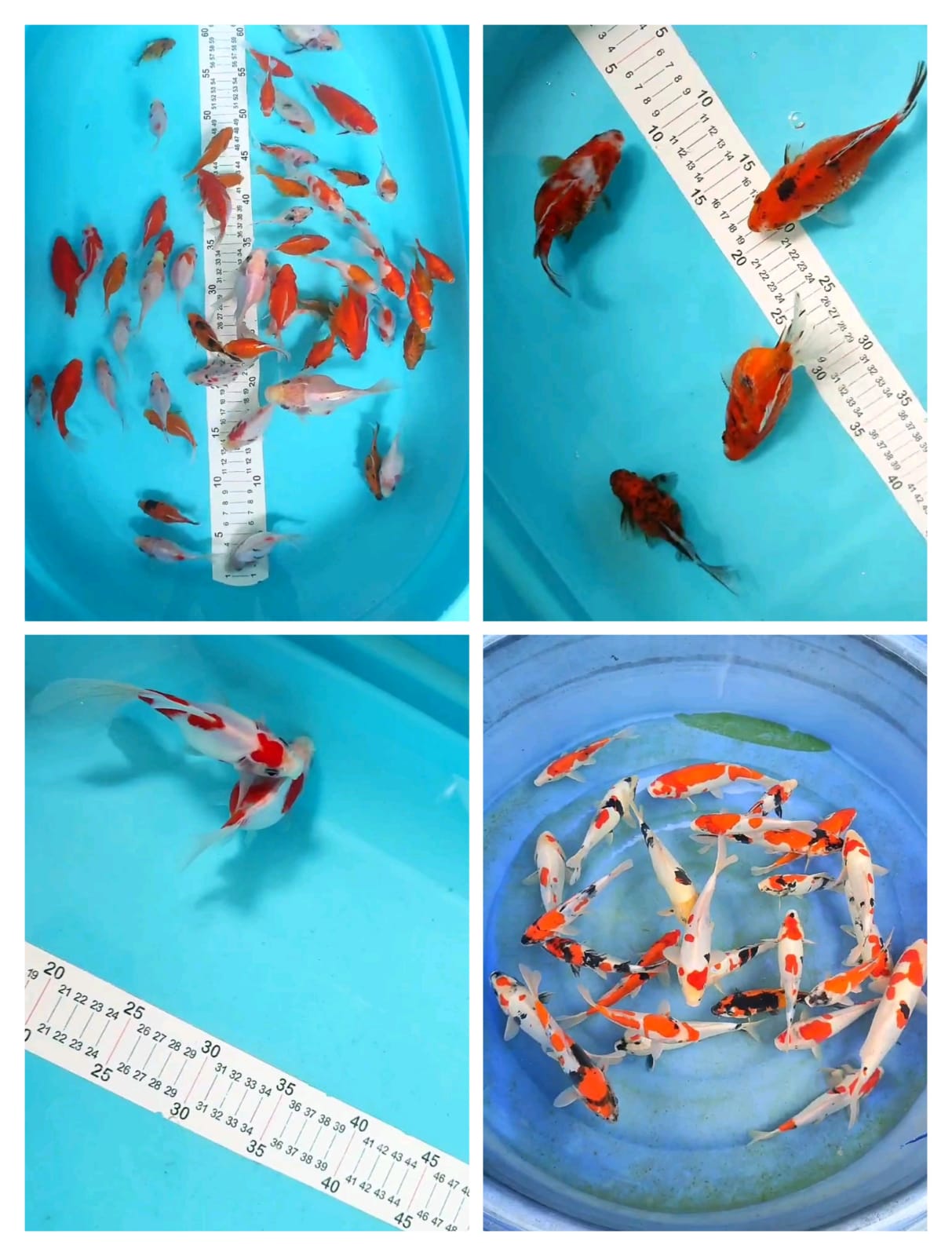 Lelang Koi Online, Jual Beli Ikan Koi, Pasar Koi Terbaik, Agen Lelang Koi, Penawaran Koi Berkualitas, Harga Jual Koi, Lelang Ikan Koi Import, Beli Koi Online, Jual Koi Murah, Koi Showroom, Penjual Koi Terpercaya, Lelang Koi Jakarta, Jual Koi Lokal, Koi Kualitas Unggul, Harga Terbaik Koi, Jual Koi Indukan, Lelang Ikan Hias Koi, Pasar Koi Indonesia, Beli Koi Berkualitas Tinggi, Koi Farm Terbesar, Jual Beli Koi Impor, Lelang Ikan Koi Kualitas Premium, Daftar Harga Koi Terbaru, Pusat Jual Beli Koi, Info Lelang Koi Hari Ini.