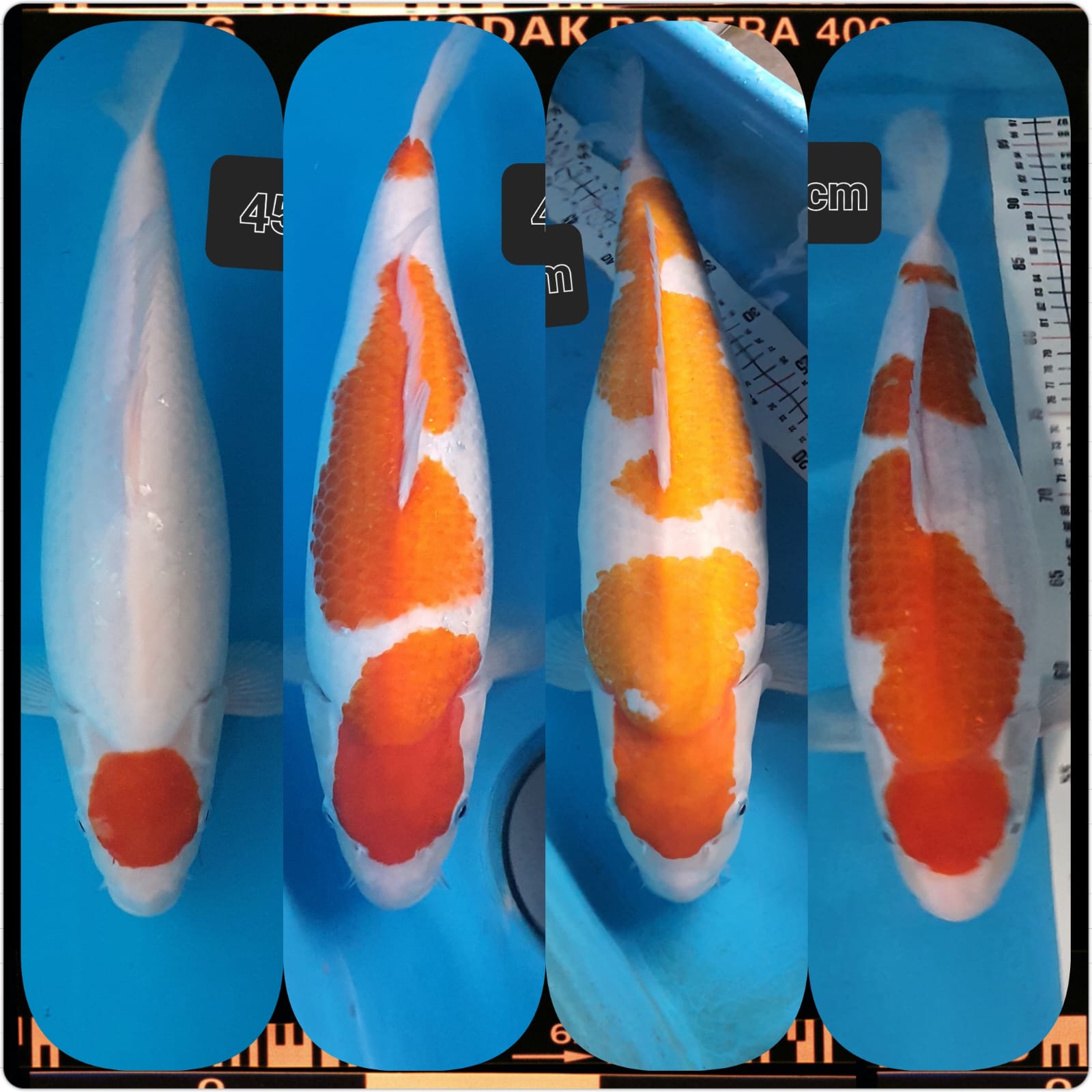 Lelang Koi Online, Jual Beli Ikan Koi, Pasar Koi Terbaik, Agen Lelang Koi, Penawaran Koi Berkualitas, Harga Jual Koi, Lelang Ikan Koi Import, Beli Koi Online, Jual Koi Murah, Koi Showroom, Penjual Koi Terpercaya, Lelang Koi Jakarta, Jual Koi Lokal, Koi Kualitas Unggul, Harga Terbaik Koi, Jual Koi Indukan, Lelang Ikan Hias Koi, Pasar Koi Indonesia, Beli Koi Berkualitas Tinggi, Koi Farm Terbesar, Jual Beli Koi Impor, Lelang Ikan Koi Kualitas Premium, Daftar Harga Koi Terbaru, Pusat Jual Beli Koi, Info Lelang Koi Hari Ini.