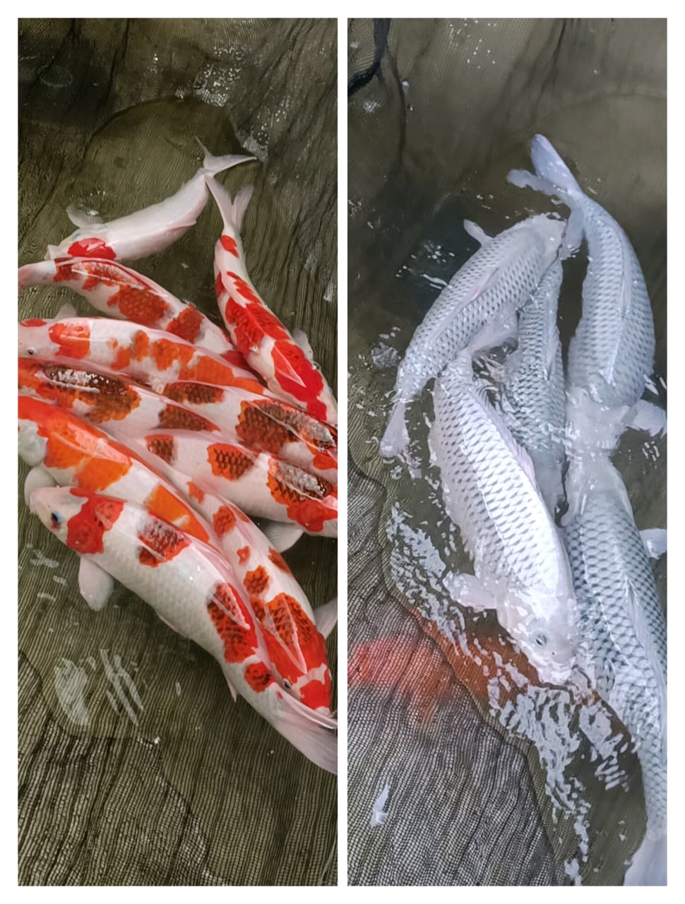 Lelang Koi Online, Jual Beli Ikan Koi, Pasar Koi Terbaik, Agen Lelang Koi, Penawaran Koi Berkualitas, Harga Jual Koi, Lelang Ikan Koi Import, Beli Koi Online, Jual Koi Murah, Koi Showroom, Penjual Koi Terpercaya, Lelang Koi Jakarta, Jual Koi Lokal, Koi Kualitas Unggul, Harga Terbaik Koi, Jual Koi Indukan, Lelang Ikan Hias Koi, Pasar Koi Indonesia, Beli Koi Berkualitas Tinggi, Koi Farm Terbesar, Jual Beli Koi Impor, Lelang Ikan Koi Kualitas Premium, Daftar Harga Koi Terbaru, Pusat Jual Beli Koi, Info Lelang Koi Hari Ini.