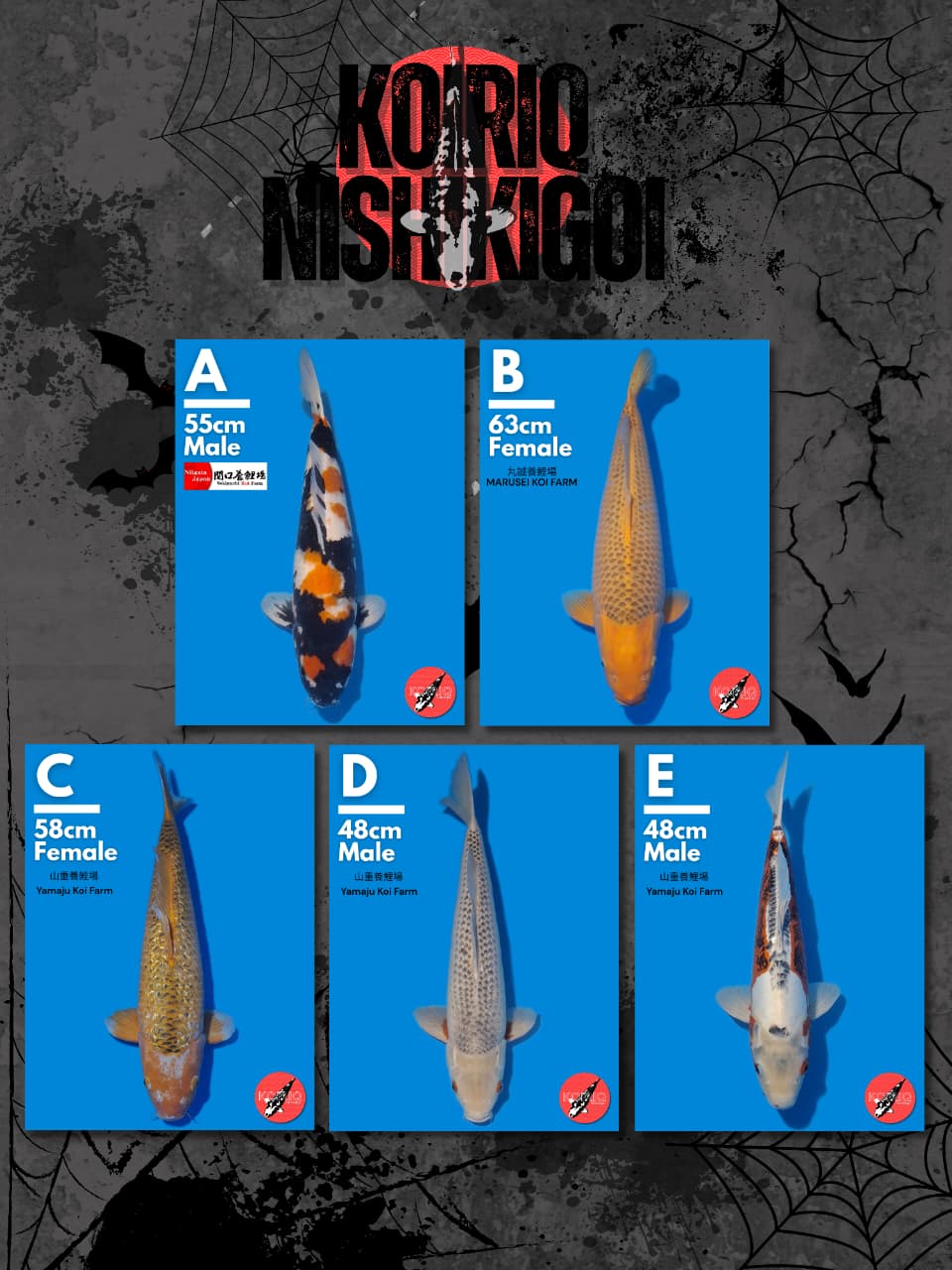 Lelang Koi Online, Jual Beli Ikan Koi, Pasar Koi Terbaik, Agen Lelang Koi, Penawaran Koi Berkualitas, Harga Jual Koi, Lelang Ikan Koi Import, Beli Koi Online, Jual Koi Murah, Koi Showroom, Penjual Koi Terpercaya, Lelang Koi Jakarta, Jual Koi Lokal, Koi Kualitas Unggul, Harga Terbaik Koi, Jual Koi Indukan, Lelang Ikan Hias Koi, Pasar Koi Indonesia, Beli Koi Berkualitas Tinggi, Koi Farm Terbesar, Jual Beli Koi Impor, Lelang Ikan Koi Kualitas Premium, Daftar Harga Koi Terbaru, Pusat Jual Beli Koi, Info Lelang Koi Hari Ini.