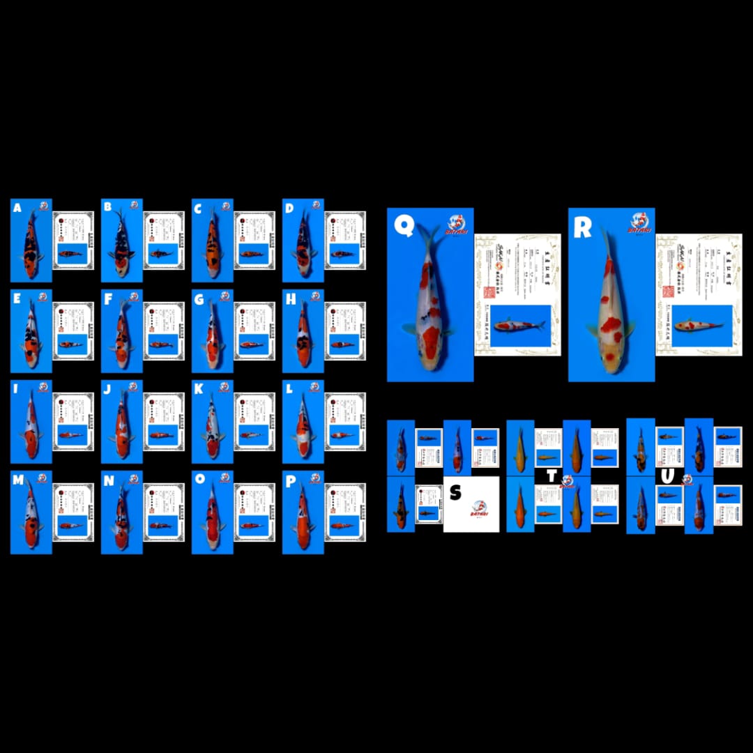 Lelang Koi Online, Jual Beli Ikan Koi, Pasar Koi Terbaik, Agen Lelang Koi, Penawaran Koi Berkualitas, Harga Jual Koi, Lelang Ikan Koi Import, Beli Koi Online, Jual Koi Murah, Koi Showroom, Penjual Koi Terpercaya, Lelang Koi Jakarta, Jual Koi Lokal, Koi Kualitas Unggul, Harga Terbaik Koi, Jual Koi Indukan, Lelang Ikan Hias Koi, Pasar Koi Indonesia, Beli Koi Berkualitas Tinggi, Koi Farm Terbesar, Jual Beli Koi Impor, Lelang Ikan Koi Kualitas Premium, Daftar Harga Koi Terbaru, Pusat Jual Beli Koi, Info Lelang Koi Hari Ini.