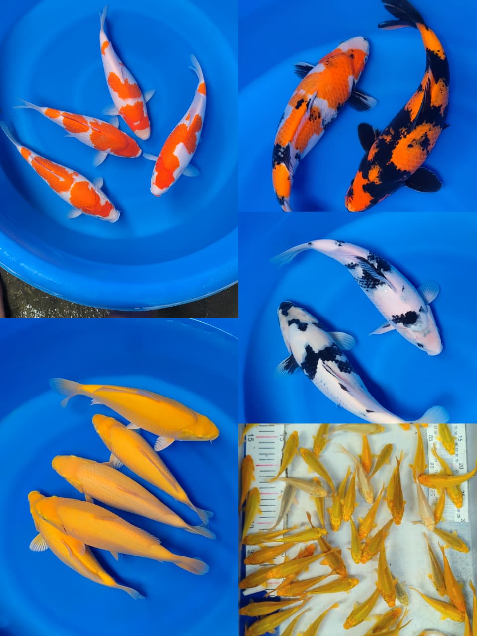 Lelang Koi Online, Jual Beli Ikan Koi, Pasar Koi Terbaik, Agen Lelang Koi, Penawaran Koi Berkualitas, Harga Jual Koi, Lelang Ikan Koi Import, Beli Koi Online, Jual Koi Murah, Koi Showroom, Penjual Koi Terpercaya, Lelang Koi Jakarta, Jual Koi Lokal, Koi Kualitas Unggul, Harga Terbaik Koi, Jual Koi Indukan, Lelang Ikan Hias Koi, Pasar Koi Indonesia, Beli Koi Berkualitas Tinggi, Koi Farm Terbesar, Jual Beli Koi Impor, Lelang Ikan Koi Kualitas Premium, Daftar Harga Koi Terbaru, Pusat Jual Beli Koi, Info Lelang Koi Hari Ini.