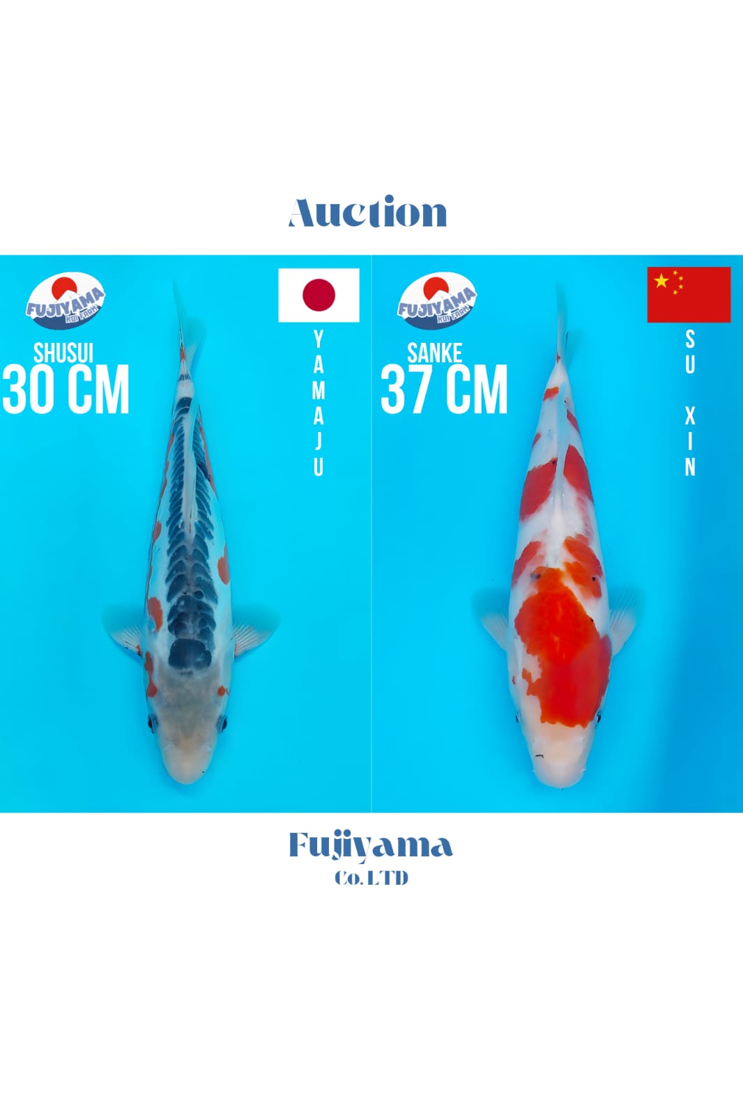 Lelang Koi Online, Jual Beli Ikan Koi, Pasar Koi Terbaik, Agen Lelang Koi, Penawaran Koi Berkualitas, Harga Jual Koi, Lelang Ikan Koi Import, Beli Koi Online, Jual Koi Murah, Koi Showroom, Penjual Koi Terpercaya, Lelang Koi Jakarta, Jual Koi Lokal, Koi Kualitas Unggul, Harga Terbaik Koi, Jual Koi Indukan, Lelang Ikan Hias Koi, Pasar Koi Indonesia, Beli Koi Berkualitas Tinggi, Koi Farm Terbesar, Jual Beli Koi Impor, Lelang Ikan Koi Kualitas Premium, Daftar Harga Koi Terbaru, Pusat Jual Beli Koi, Info Lelang Koi Hari Ini.