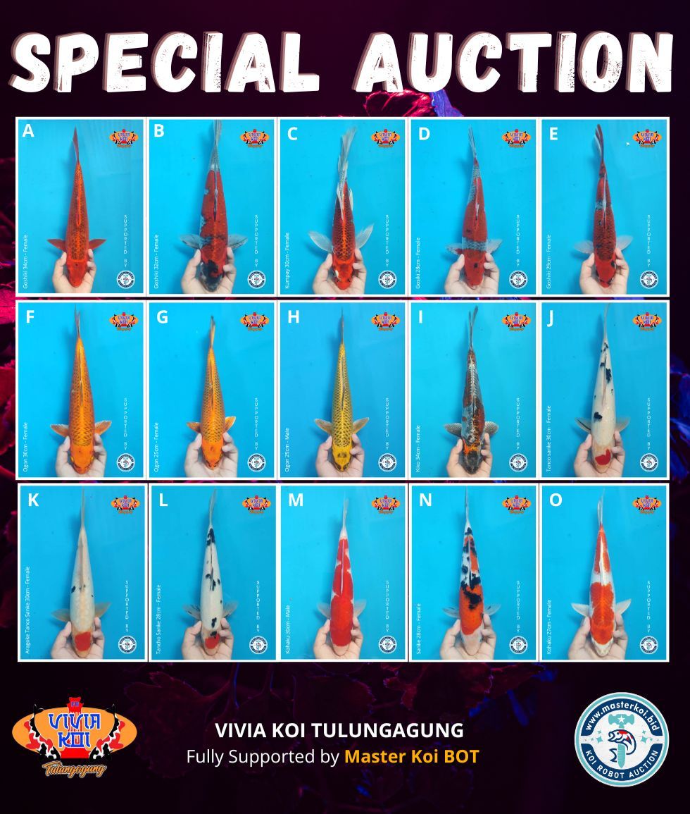 Lelang Koi Online, Jual Beli Ikan Koi, Pasar Koi Terbaik, Agen Lelang Koi, Penawaran Koi Berkualitas, Harga Jual Koi, Lelang Ikan Koi Import, Beli Koi Online, Jual Koi Murah, Koi Showroom, Penjual Koi Terpercaya, Lelang Koi Jakarta, Jual Koi Lokal, Koi Kualitas Unggul, Harga Terbaik Koi, Jual Koi Indukan, Lelang Ikan Hias Koi, Pasar Koi Indonesia, Beli Koi Berkualitas Tinggi, Koi Farm Terbesar, Jual Beli Koi Impor, Lelang Ikan Koi Kualitas Premium, Daftar Harga Koi Terbaru, Pusat Jual Beli Koi, Info Lelang Koi Hari Ini.