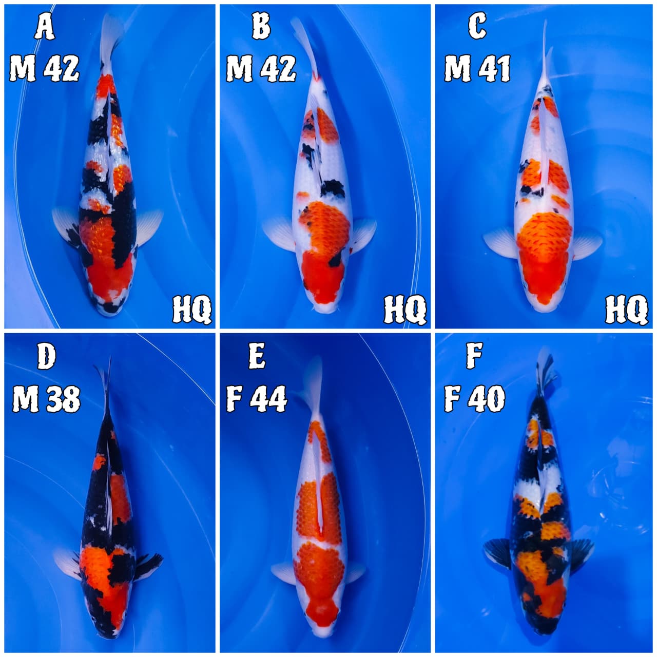 Lelang Koi Online, Jual Beli Ikan Koi, Pasar Koi Terbaik, Agen Lelang Koi, Penawaran Koi Berkualitas, Harga Jual Koi, Lelang Ikan Koi Import, Beli Koi Online, Jual Koi Murah, Koi Showroom, Penjual Koi Terpercaya, Lelang Koi Jakarta, Jual Koi Lokal, Koi Kualitas Unggul, Harga Terbaik Koi, Jual Koi Indukan, Lelang Ikan Hias Koi, Pasar Koi Indonesia, Beli Koi Berkualitas Tinggi, Koi Farm Terbesar, Jual Beli Koi Impor, Lelang Ikan Koi Kualitas Premium, Daftar Harga Koi Terbaru, Pusat Jual Beli Koi, Info Lelang Koi Hari Ini.