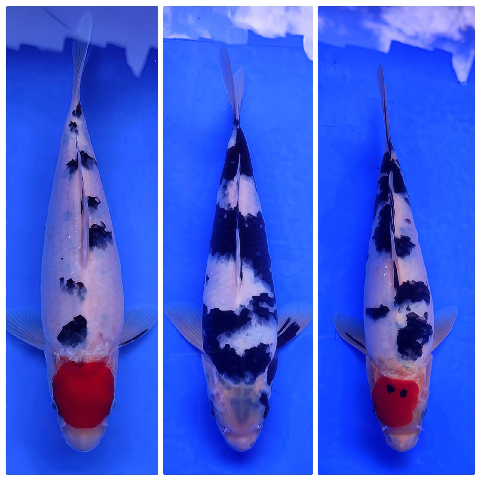 Lelang Koi Online, Jual Beli Ikan Koi, Pasar Koi Terbaik, Agen Lelang Koi, Penawaran Koi Berkualitas, Harga Jual Koi, Lelang Ikan Koi Import, Beli Koi Online, Jual Koi Murah, Koi Showroom, Penjual Koi Terpercaya, Lelang Koi Jakarta, Jual Koi Lokal, Koi Kualitas Unggul, Harga Terbaik Koi, Jual Koi Indukan, Lelang Ikan Hias Koi, Pasar Koi Indonesia, Beli Koi Berkualitas Tinggi, Koi Farm Terbesar, Jual Beli Koi Impor, Lelang Ikan Koi Kualitas Premium, Daftar Harga Koi Terbaru, Pusat Jual Beli Koi, Info Lelang Koi Hari Ini.