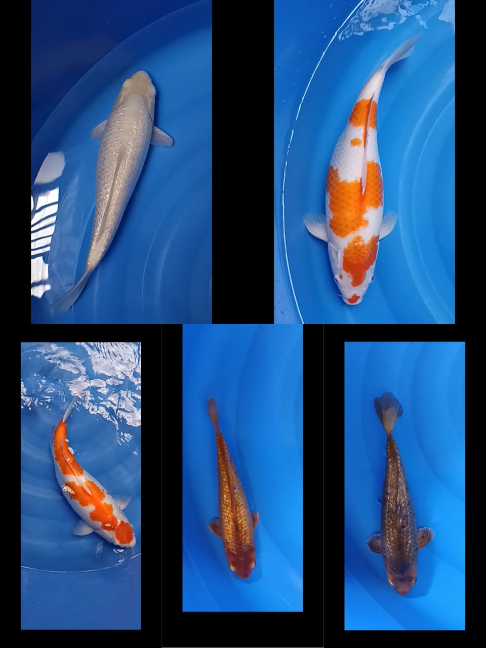Lelang Koi Online, Jual Beli Ikan Koi, Pasar Koi Terbaik, Agen Lelang Koi, Penawaran Koi Berkualitas, Harga Jual Koi, Lelang Ikan Koi Import, Beli Koi Online, Jual Koi Murah, Koi Showroom, Penjual Koi Terpercaya, Lelang Koi Jakarta, Jual Koi Lokal, Koi Kualitas Unggul, Harga Terbaik Koi, Jual Koi Indukan, Lelang Ikan Hias Koi, Pasar Koi Indonesia, Beli Koi Berkualitas Tinggi, Koi Farm Terbesar, Jual Beli Koi Impor, Lelang Ikan Koi Kualitas Premium, Daftar Harga Koi Terbaru, Pusat Jual Beli Koi, Info Lelang Koi Hari Ini.