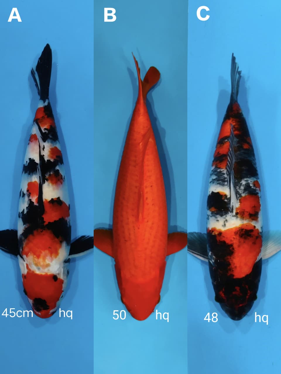 Lelang Koi Online, Jual Beli Ikan Koi, Pasar Koi Terbaik, Agen Lelang Koi, Penawaran Koi Berkualitas, Harga Jual Koi, Lelang Ikan Koi Import, Beli Koi Online, Jual Koi Murah, Koi Showroom, Penjual Koi Terpercaya, Lelang Koi Jakarta, Jual Koi Lokal, Koi Kualitas Unggul, Harga Terbaik Koi, Jual Koi Indukan, Lelang Ikan Hias Koi, Pasar Koi Indonesia, Beli Koi Berkualitas Tinggi, Koi Farm Terbesar, Jual Beli Koi Impor, Lelang Ikan Koi Kualitas Premium, Daftar Harga Koi Terbaru, Pusat Jual Beli Koi, Info Lelang Koi Hari Ini.