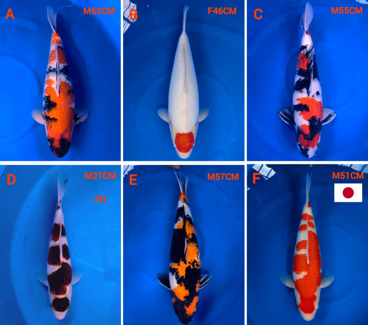 Lelang Koi Online, Jual Beli Ikan Koi, Pasar Koi Terbaik, Agen Lelang Koi, Penawaran Koi Berkualitas, Harga Jual Koi, Lelang Ikan Koi Import, Beli Koi Online, Jual Koi Murah, Koi Showroom, Penjual Koi Terpercaya, Lelang Koi Jakarta, Jual Koi Lokal, Koi Kualitas Unggul, Harga Terbaik Koi, Jual Koi Indukan, Lelang Ikan Hias Koi, Pasar Koi Indonesia, Beli Koi Berkualitas Tinggi, Koi Farm Terbesar, Jual Beli Koi Impor, Lelang Ikan Koi Kualitas Premium, Daftar Harga Koi Terbaru, Pusat Jual Beli Koi, Info Lelang Koi Hari Ini.
