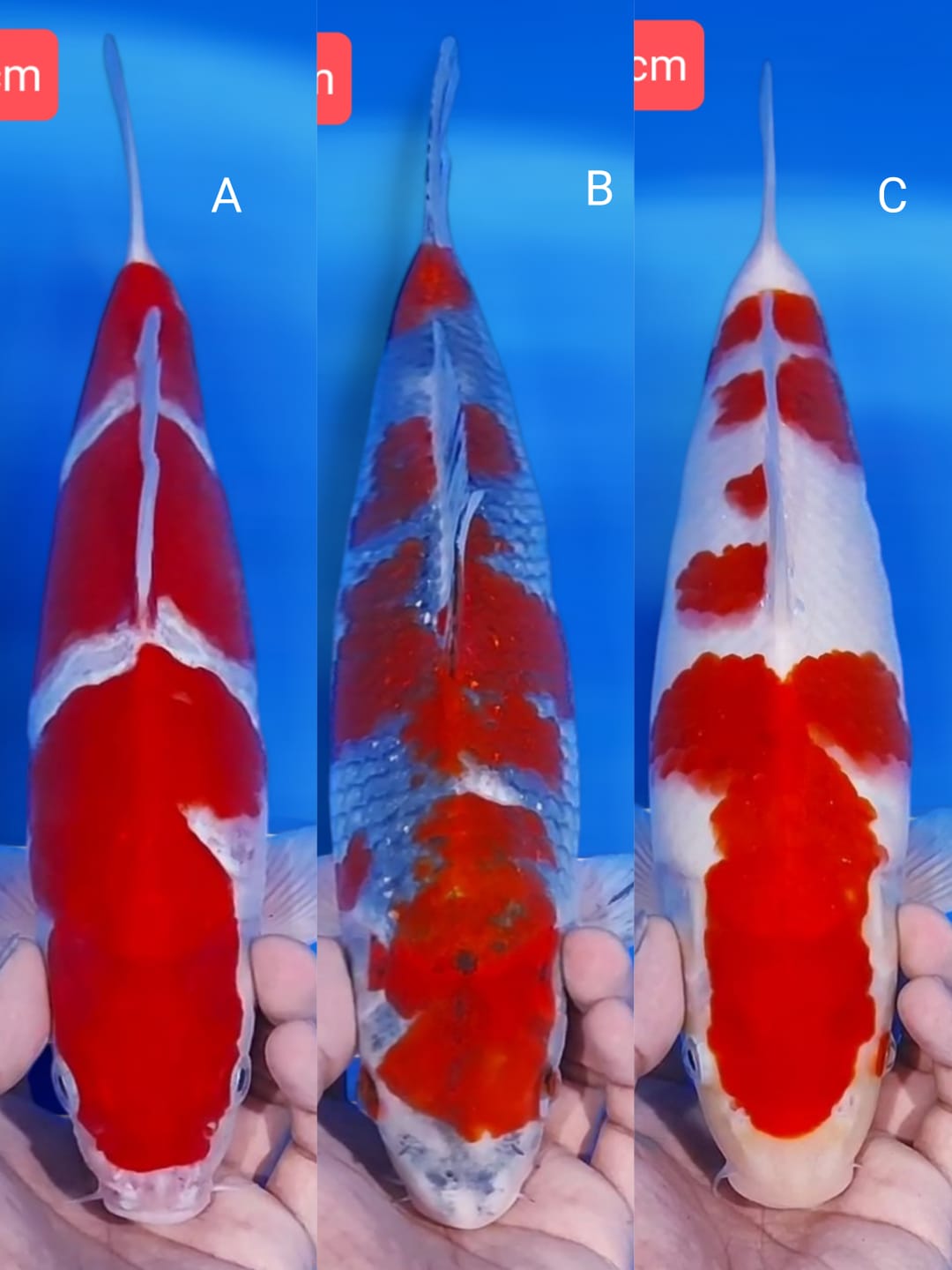 Lelang Koi Online, Jual Beli Ikan Koi, Pasar Koi Terbaik, Agen Lelang Koi, Penawaran Koi Berkualitas, Harga Jual Koi, Lelang Ikan Koi Import, Beli Koi Online, Jual Koi Murah, Koi Showroom, Penjual Koi Terpercaya, Lelang Koi Jakarta, Jual Koi Lokal, Koi Kualitas Unggul, Harga Terbaik Koi, Jual Koi Indukan, Lelang Ikan Hias Koi, Pasar Koi Indonesia, Beli Koi Berkualitas Tinggi, Koi Farm Terbesar, Jual Beli Koi Impor, Lelang Ikan Koi Kualitas Premium, Daftar Harga Koi Terbaru, Pusat Jual Beli Koi, Info Lelang Koi Hari Ini.