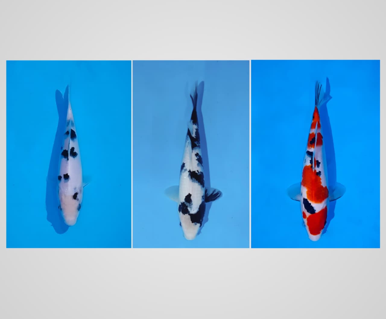 Lelang Koi Online, Jual Beli Ikan Koi, Pasar Koi Terbaik, Agen Lelang Koi, Penawaran Koi Berkualitas, Harga Jual Koi, Lelang Ikan Koi Import, Beli Koi Online, Jual Koi Murah, Koi Showroom, Penjual Koi Terpercaya, Lelang Koi Jakarta, Jual Koi Lokal, Koi Kualitas Unggul, Harga Terbaik Koi, Jual Koi Indukan, Lelang Ikan Hias Koi, Pasar Koi Indonesia, Beli Koi Berkualitas Tinggi, Koi Farm Terbesar, Jual Beli Koi Impor, Lelang Ikan Koi Kualitas Premium, Daftar Harga Koi Terbaru, Pusat Jual Beli Koi, Info Lelang Koi Hari Ini.