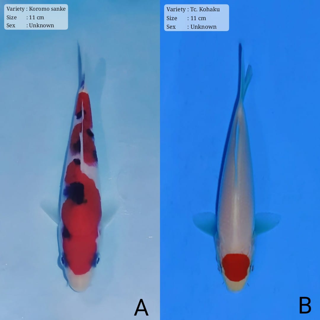 Lelang Koi Online, Jual Beli Ikan Koi, Pasar Koi Terbaik, Agen Lelang Koi, Penawaran Koi Berkualitas, Harga Jual Koi, Lelang Ikan Koi Import, Beli Koi Online, Jual Koi Murah, Koi Showroom, Penjual Koi Terpercaya, Lelang Koi Jakarta, Jual Koi Lokal, Koi Kualitas Unggul, Harga Terbaik Koi, Jual Koi Indukan, Lelang Ikan Hias Koi, Pasar Koi Indonesia, Beli Koi Berkualitas Tinggi, Koi Farm Terbesar, Jual Beli Koi Impor, Lelang Ikan Koi Kualitas Premium, Daftar Harga Koi Terbaru, Pusat Jual Beli Koi, Info Lelang Koi Hari Ini.