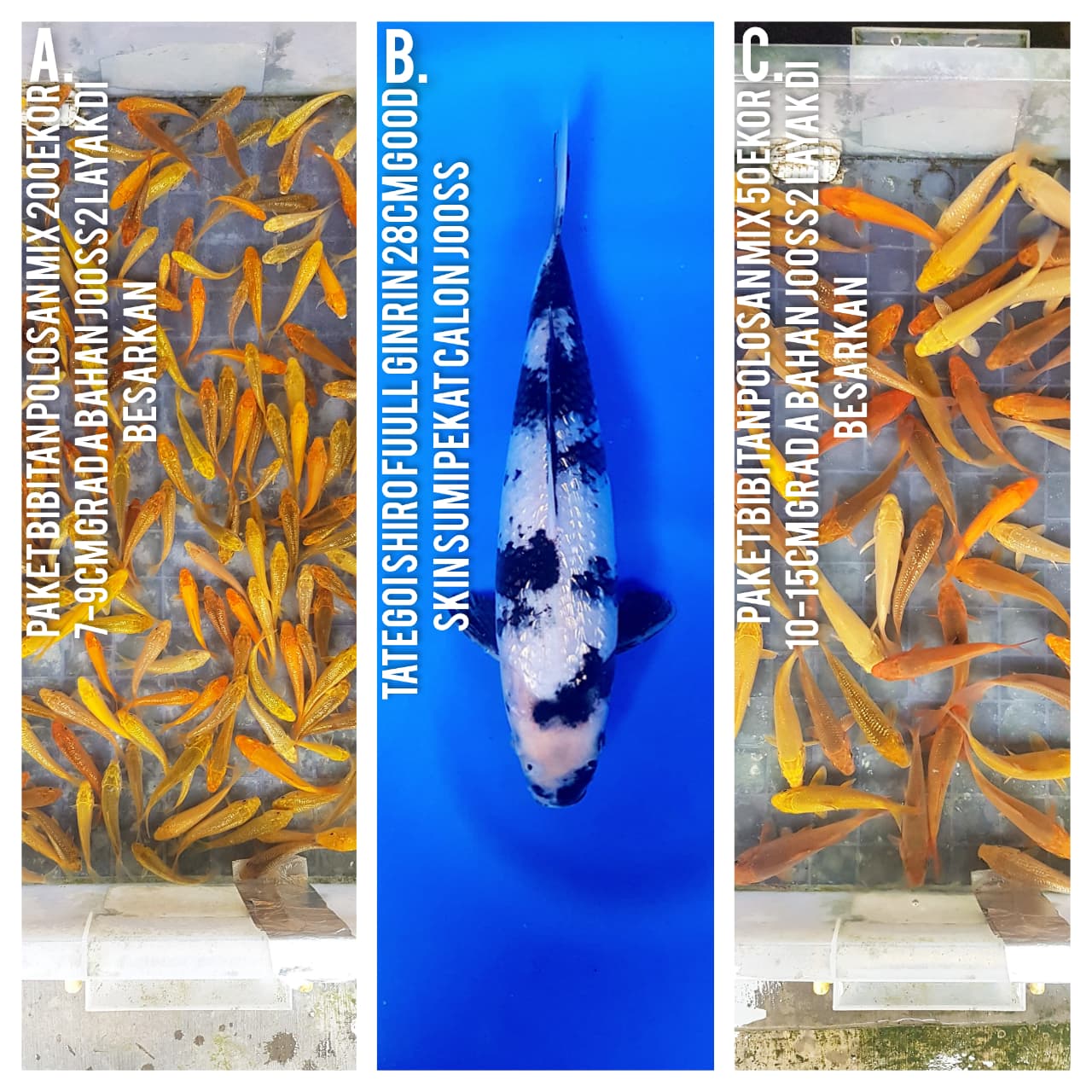 Lelang Koi Online, Jual Beli Ikan Koi, Pasar Koi Terbaik, Agen Lelang Koi, Penawaran Koi Berkualitas, Harga Jual Koi, Lelang Ikan Koi Import, Beli Koi Online, Jual Koi Murah, Koi Showroom, Penjual Koi Terpercaya, Lelang Koi Jakarta, Jual Koi Lokal, Koi Kualitas Unggul, Harga Terbaik Koi, Jual Koi Indukan, Lelang Ikan Hias Koi, Pasar Koi Indonesia, Beli Koi Berkualitas Tinggi, Koi Farm Terbesar, Jual Beli Koi Impor, Lelang Ikan Koi Kualitas Premium, Daftar Harga Koi Terbaru, Pusat Jual Beli Koi, Info Lelang Koi Hari Ini.