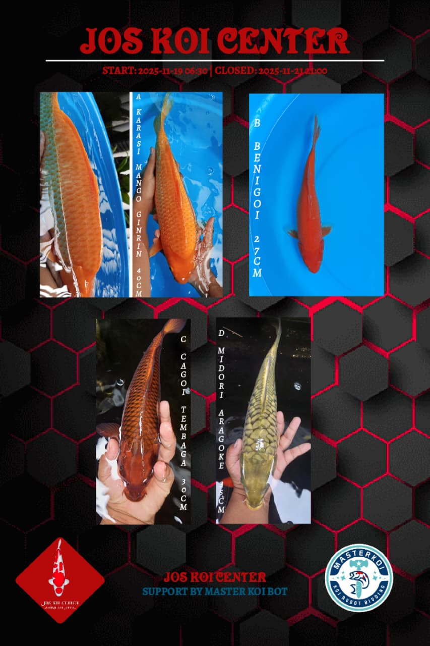 Lelang Koi Online, Jual Beli Ikan Koi, Pasar Koi Terbaik, Agen Lelang Koi, Penawaran Koi Berkualitas, Harga Jual Koi, Lelang Ikan Koi Import, Beli Koi Online, Jual Koi Murah, Koi Showroom, Penjual Koi Terpercaya, Lelang Koi Jakarta, Jual Koi Lokal, Koi Kualitas Unggul, Harga Terbaik Koi, Jual Koi Indukan, Lelang Ikan Hias Koi, Pasar Koi Indonesia, Beli Koi Berkualitas Tinggi, Koi Farm Terbesar, Jual Beli Koi Impor, Lelang Ikan Koi Kualitas Premium, Daftar Harga Koi Terbaru, Pusat Jual Beli Koi, Info Lelang Koi Hari Ini.