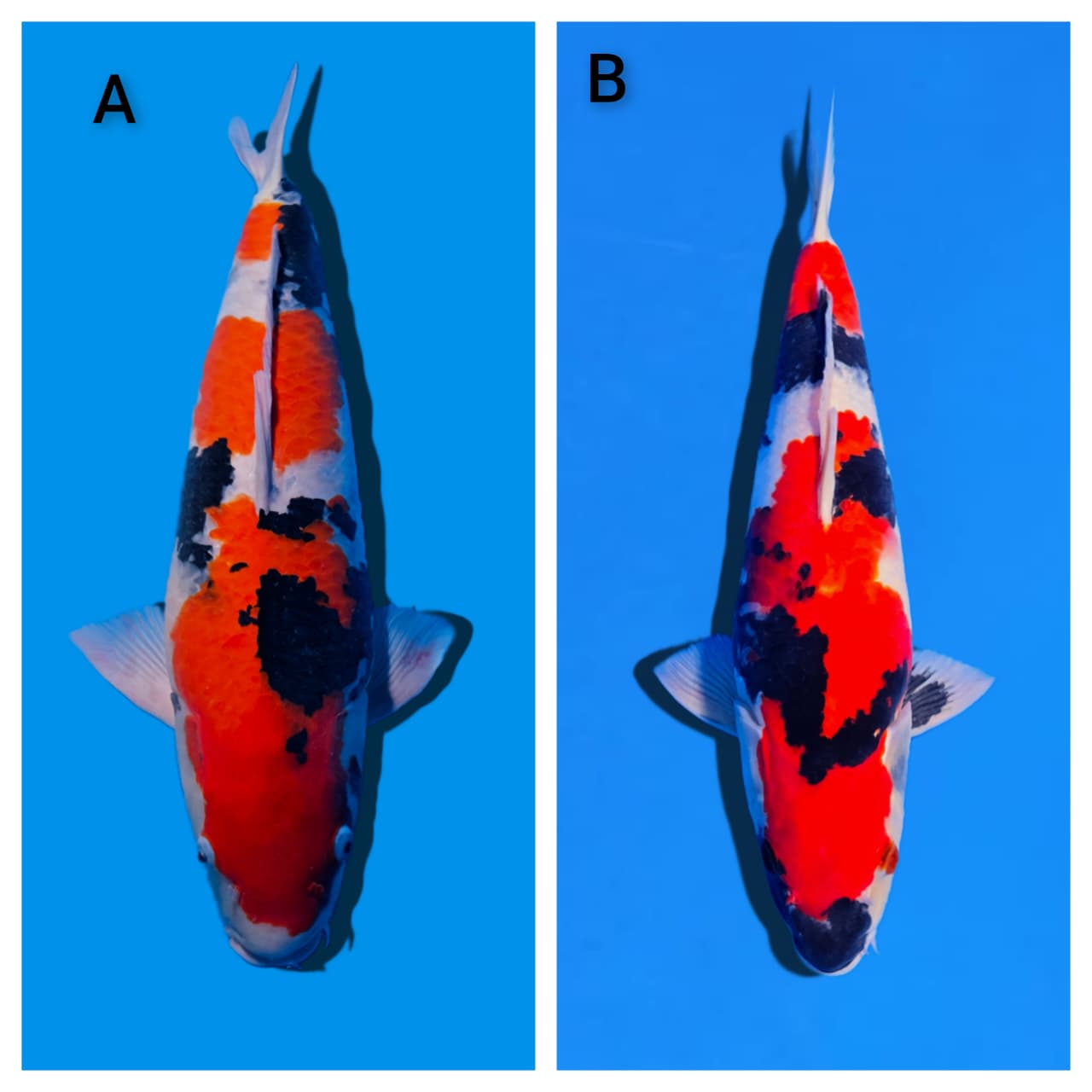 Lelang Koi Online, Jual Beli Ikan Koi, Pasar Koi Terbaik, Agen Lelang Koi, Penawaran Koi Berkualitas, Harga Jual Koi, Lelang Ikan Koi Import, Beli Koi Online, Jual Koi Murah, Koi Showroom, Penjual Koi Terpercaya, Lelang Koi Jakarta, Jual Koi Lokal, Koi Kualitas Unggul, Harga Terbaik Koi, Jual Koi Indukan, Lelang Ikan Hias Koi, Pasar Koi Indonesia, Beli Koi Berkualitas Tinggi, Koi Farm Terbesar, Jual Beli Koi Impor, Lelang Ikan Koi Kualitas Premium, Daftar Harga Koi Terbaru, Pusat Jual Beli Koi, Info Lelang Koi Hari Ini.