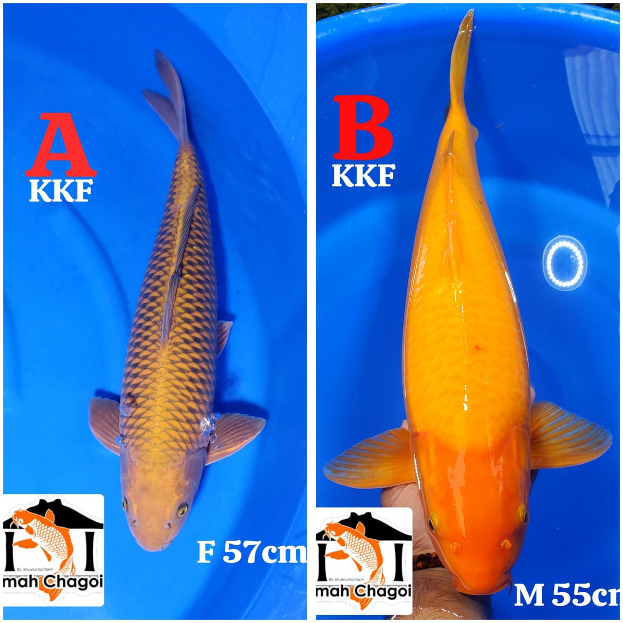 Lelang Koi Online, Jual Beli Ikan Koi, Pasar Koi Terbaik, Agen Lelang Koi, Penawaran Koi Berkualitas, Harga Jual Koi, Lelang Ikan Koi Import, Beli Koi Online, Jual Koi Murah, Koi Showroom, Penjual Koi Terpercaya, Lelang Koi Jakarta, Jual Koi Lokal, Koi Kualitas Unggul, Harga Terbaik Koi, Jual Koi Indukan, Lelang Ikan Hias Koi, Pasar Koi Indonesia, Beli Koi Berkualitas Tinggi, Koi Farm Terbesar, Jual Beli Koi Impor, Lelang Ikan Koi Kualitas Premium, Daftar Harga Koi Terbaru, Pusat Jual Beli Koi, Info Lelang Koi Hari Ini.