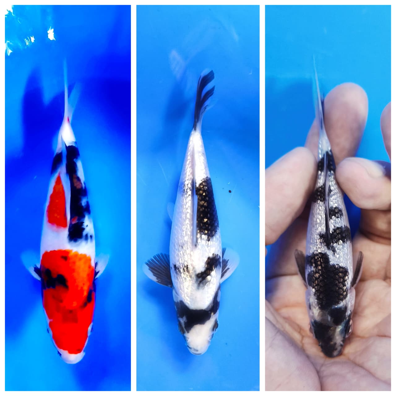 Lelang Koi Online, Jual Beli Ikan Koi, Pasar Koi Terbaik, Agen Lelang Koi, Penawaran Koi Berkualitas, Harga Jual Koi, Lelang Ikan Koi Import, Beli Koi Online, Jual Koi Murah, Koi Showroom, Penjual Koi Terpercaya, Lelang Koi Jakarta, Jual Koi Lokal, Koi Kualitas Unggul, Harga Terbaik Koi, Jual Koi Indukan, Lelang Ikan Hias Koi, Pasar Koi Indonesia, Beli Koi Berkualitas Tinggi, Koi Farm Terbesar, Jual Beli Koi Impor, Lelang Ikan Koi Kualitas Premium, Daftar Harga Koi Terbaru, Pusat Jual Beli Koi, Info Lelang Koi Hari Ini.
