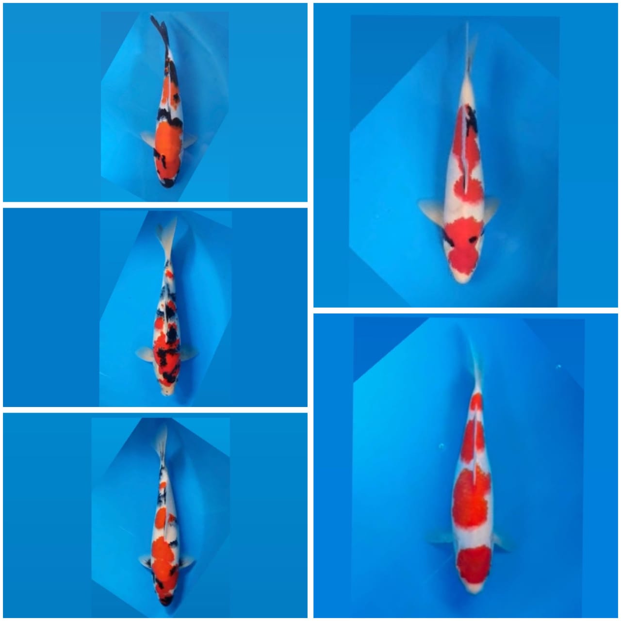 Lelang Koi Online, Jual Beli Ikan Koi, Pasar Koi Terbaik, Agen Lelang Koi, Penawaran Koi Berkualitas, Harga Jual Koi, Lelang Ikan Koi Import, Beli Koi Online, Jual Koi Murah, Koi Showroom, Penjual Koi Terpercaya, Lelang Koi Jakarta, Jual Koi Lokal, Koi Kualitas Unggul, Harga Terbaik Koi, Jual Koi Indukan, Lelang Ikan Hias Koi, Pasar Koi Indonesia, Beli Koi Berkualitas Tinggi, Koi Farm Terbesar, Jual Beli Koi Impor, Lelang Ikan Koi Kualitas Premium, Daftar Harga Koi Terbaru, Pusat Jual Beli Koi, Info Lelang Koi Hari Ini.