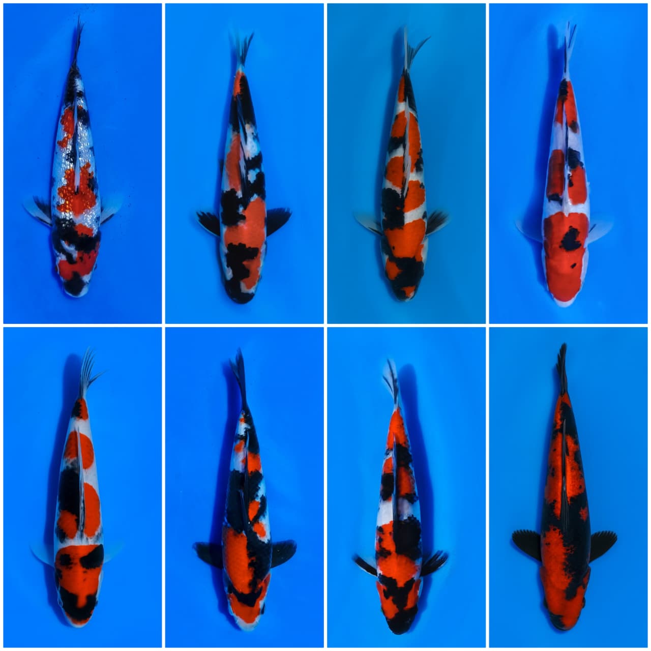Lelang Koi Online, Jual Beli Ikan Koi, Pasar Koi Terbaik, Agen Lelang Koi, Penawaran Koi Berkualitas, Harga Jual Koi, Lelang Ikan Koi Import, Beli Koi Online, Jual Koi Murah, Koi Showroom, Penjual Koi Terpercaya, Lelang Koi Jakarta, Jual Koi Lokal, Koi Kualitas Unggul, Harga Terbaik Koi, Jual Koi Indukan, Lelang Ikan Hias Koi, Pasar Koi Indonesia, Beli Koi Berkualitas Tinggi, Koi Farm Terbesar, Jual Beli Koi Impor, Lelang Ikan Koi Kualitas Premium, Daftar Harga Koi Terbaru, Pusat Jual Beli Koi, Info Lelang Koi Hari Ini.