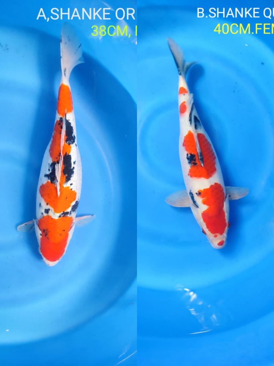 Lelang Koi Online, Jual Beli Ikan Koi, Pasar Koi Terbaik, Agen Lelang Koi, Penawaran Koi Berkualitas, Harga Jual Koi, Lelang Ikan Koi Import, Beli Koi Online, Jual Koi Murah, Koi Showroom, Penjual Koi Terpercaya, Lelang Koi Jakarta, Jual Koi Lokal, Koi Kualitas Unggul, Harga Terbaik Koi, Jual Koi Indukan, Lelang Ikan Hias Koi, Pasar Koi Indonesia, Beli Koi Berkualitas Tinggi, Koi Farm Terbesar, Jual Beli Koi Impor, Lelang Ikan Koi Kualitas Premium, Daftar Harga Koi Terbaru, Pusat Jual Beli Koi, Info Lelang Koi Hari Ini.